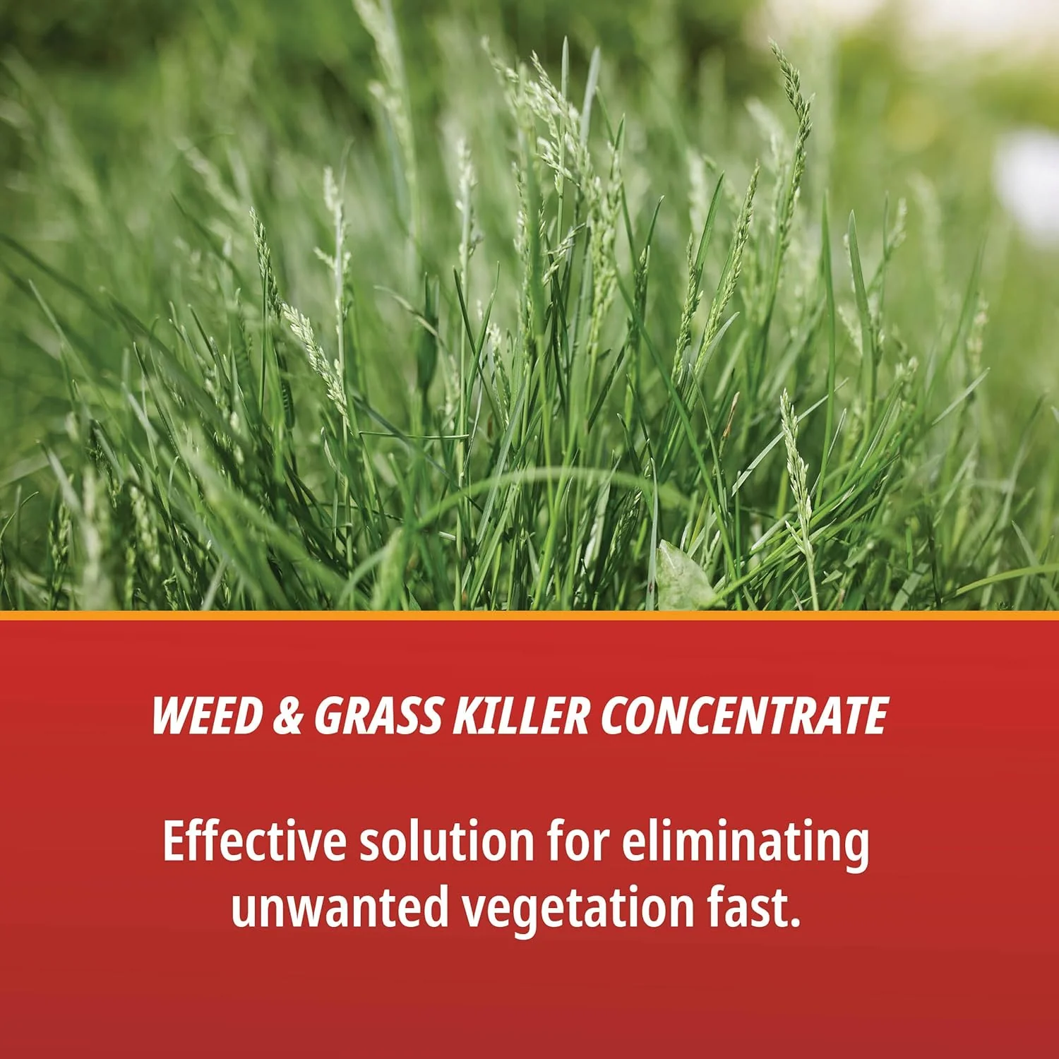 Martin's® Eraser 41% – Concentrated Weed Killer - Image 3