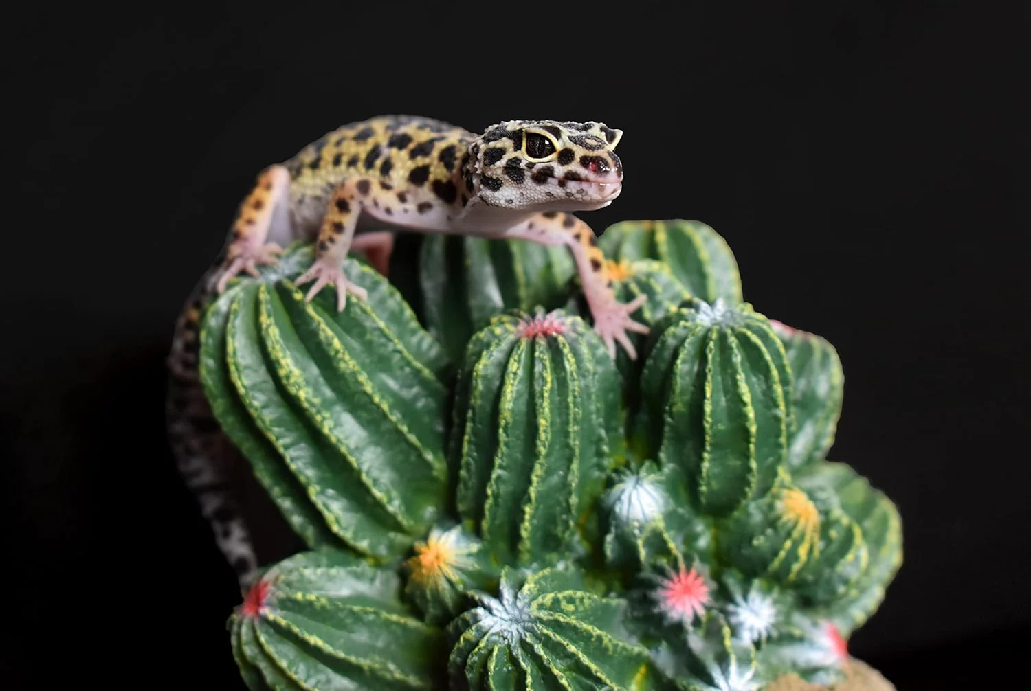 Multi Pet 48593321: Komodo Cactus Plant Barrel, 4In - Image 2