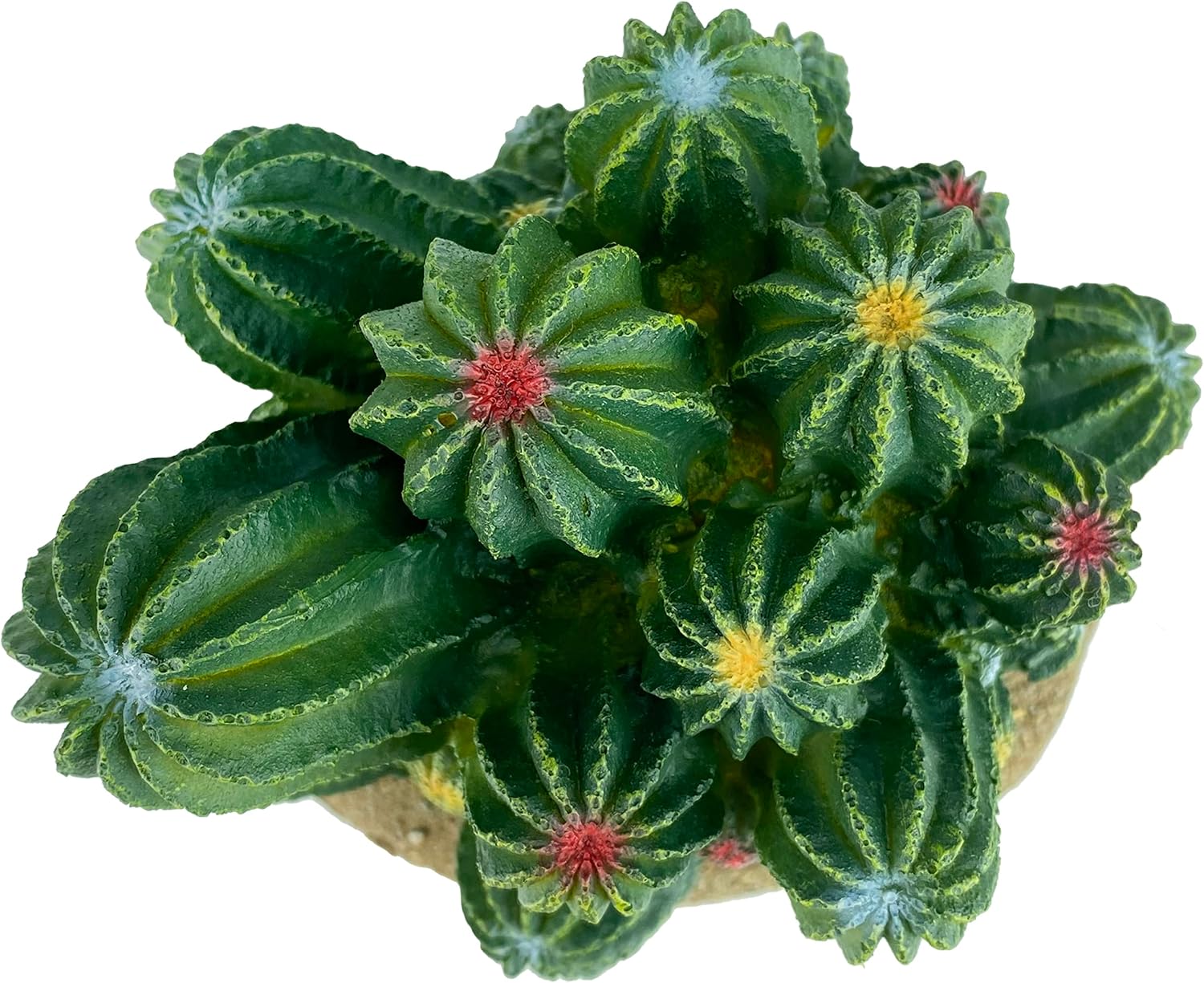 Multi Pet 48593321: Komodo Cactus Plant Barrel, 4In - Image 4