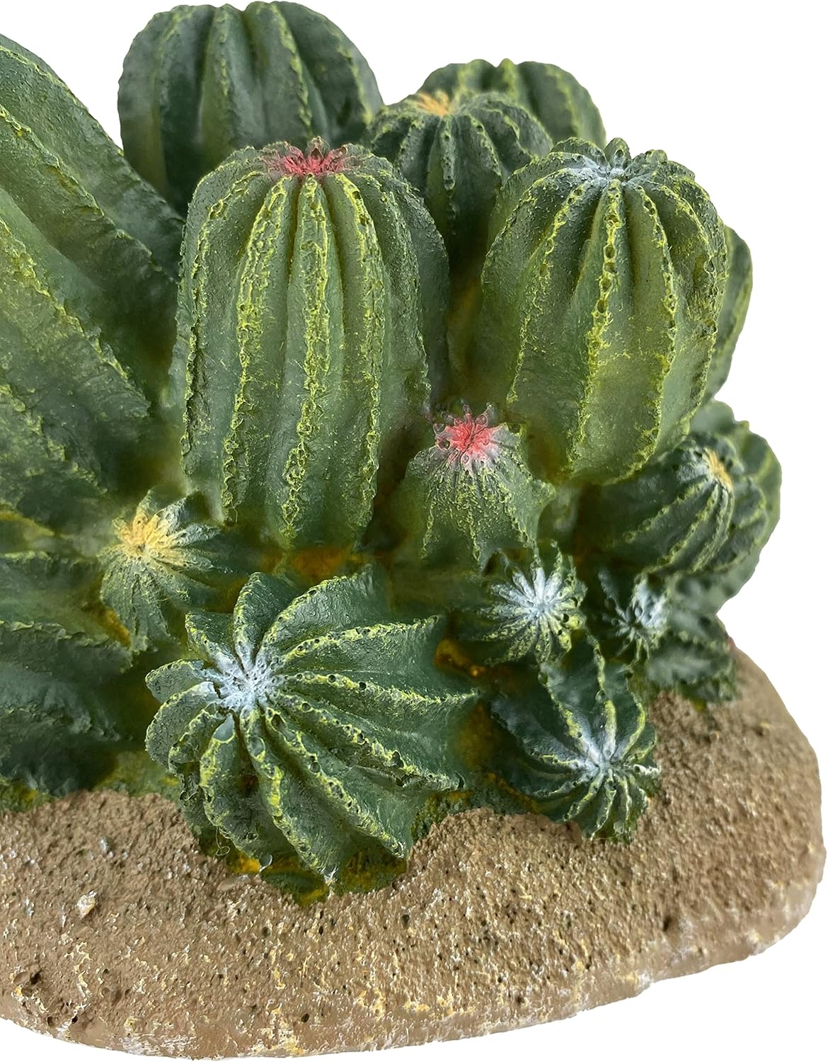 Multi Pet 48593321: Komodo Cactus Plant Barrel, 4In - Image 5