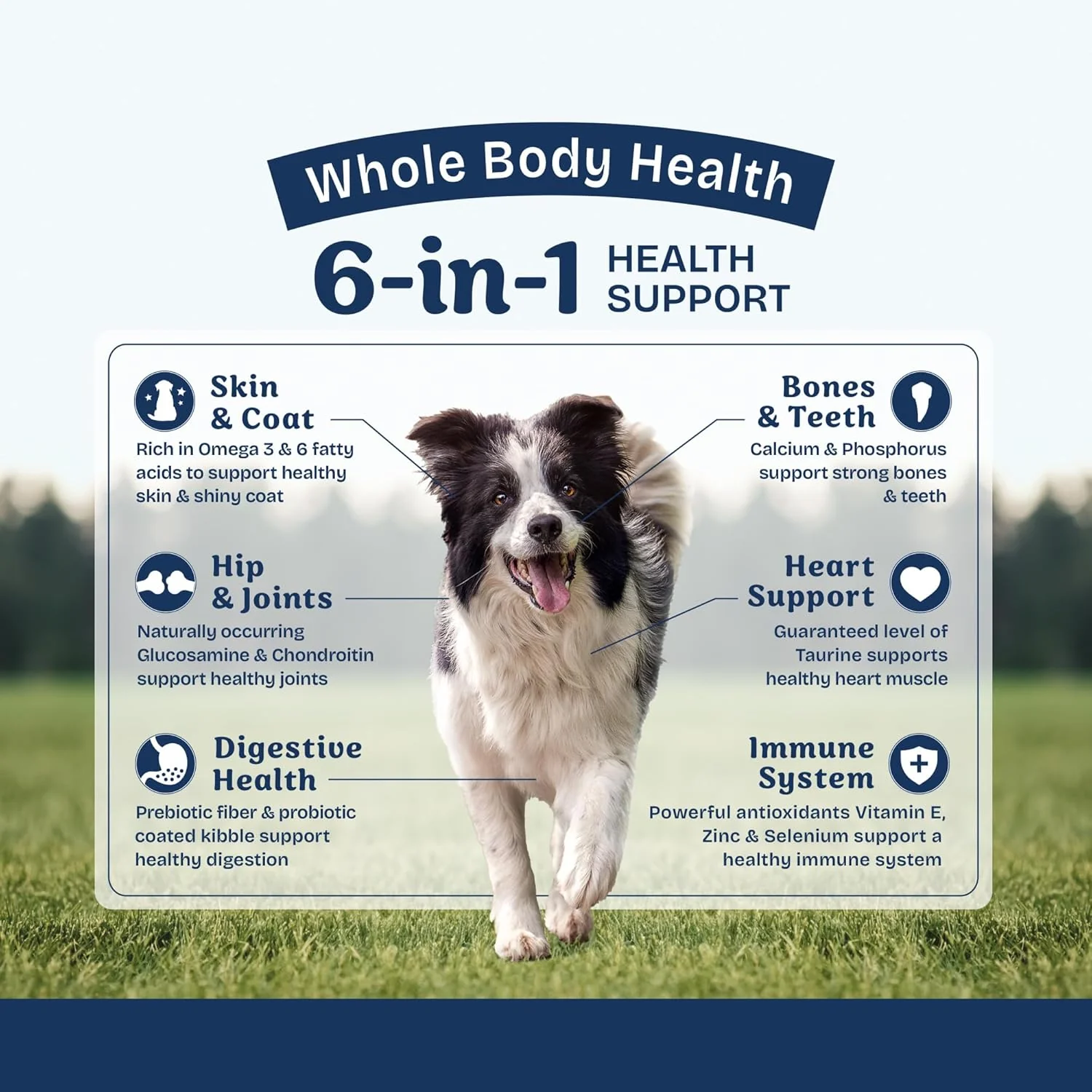 Natural Balance Health Protection Dry Dog Food – Whole Body Health, Easy on Digestion Dog Food Made with Chicken, Brown Rice & Pumpkin for Dogs - 6 lbs. - Image 4
