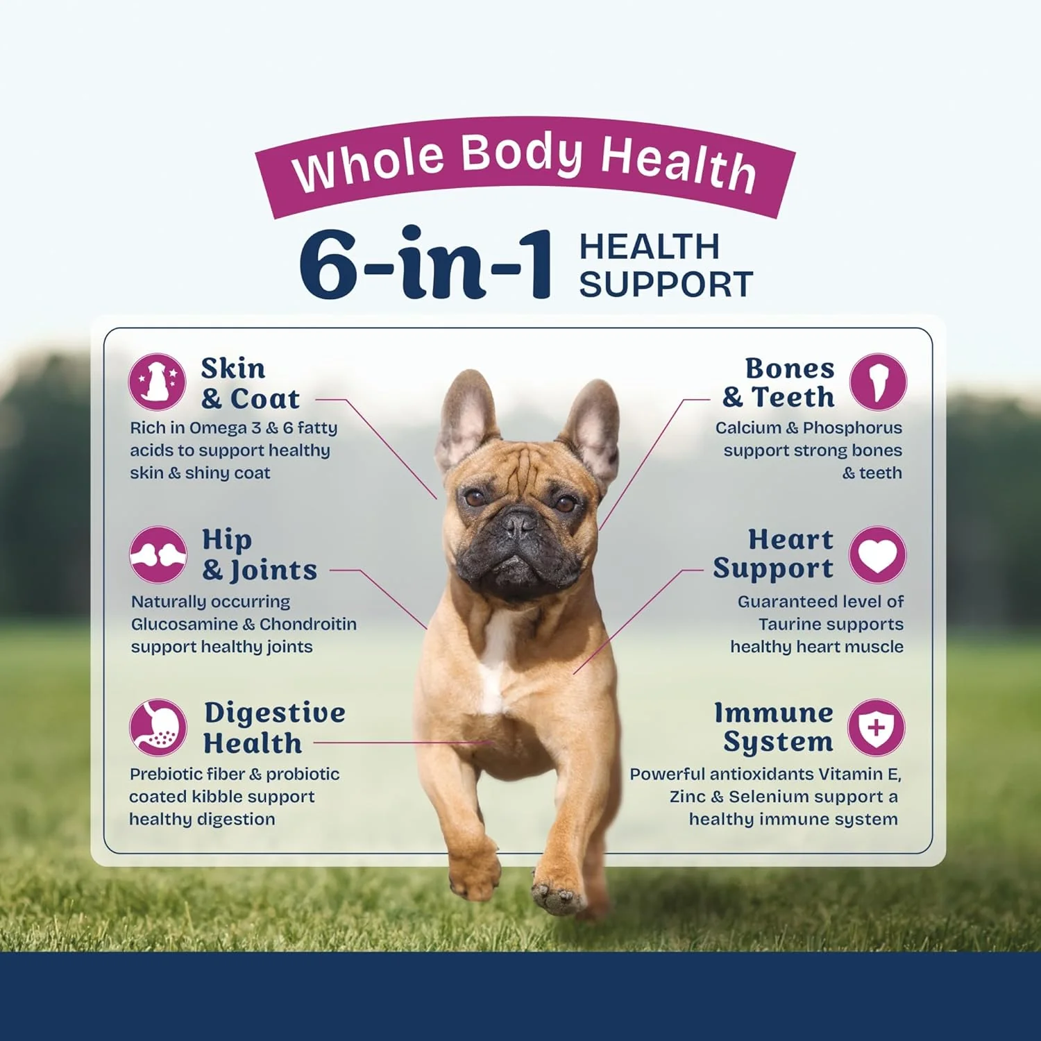 Natural Balance Health Protection Small Breed Dry Dog Food – Whole Body Health, Easy on Digestion Dog Food Made with Chicken, Brown Rice & Pumpkin for Dogs - 12lbs. - Image 4