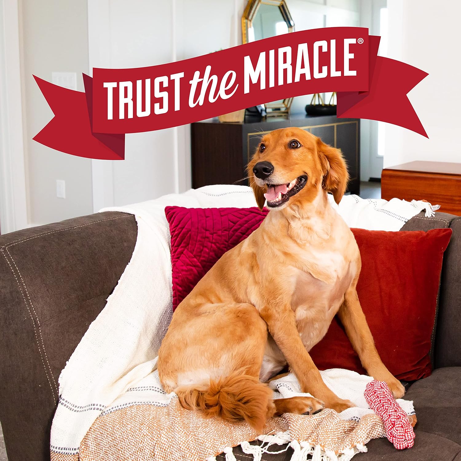Nature's Miracle Advanced Platinum No More Marking, 24 Ounces, Helps Discourage Repetitive Pet Marking - Image 9