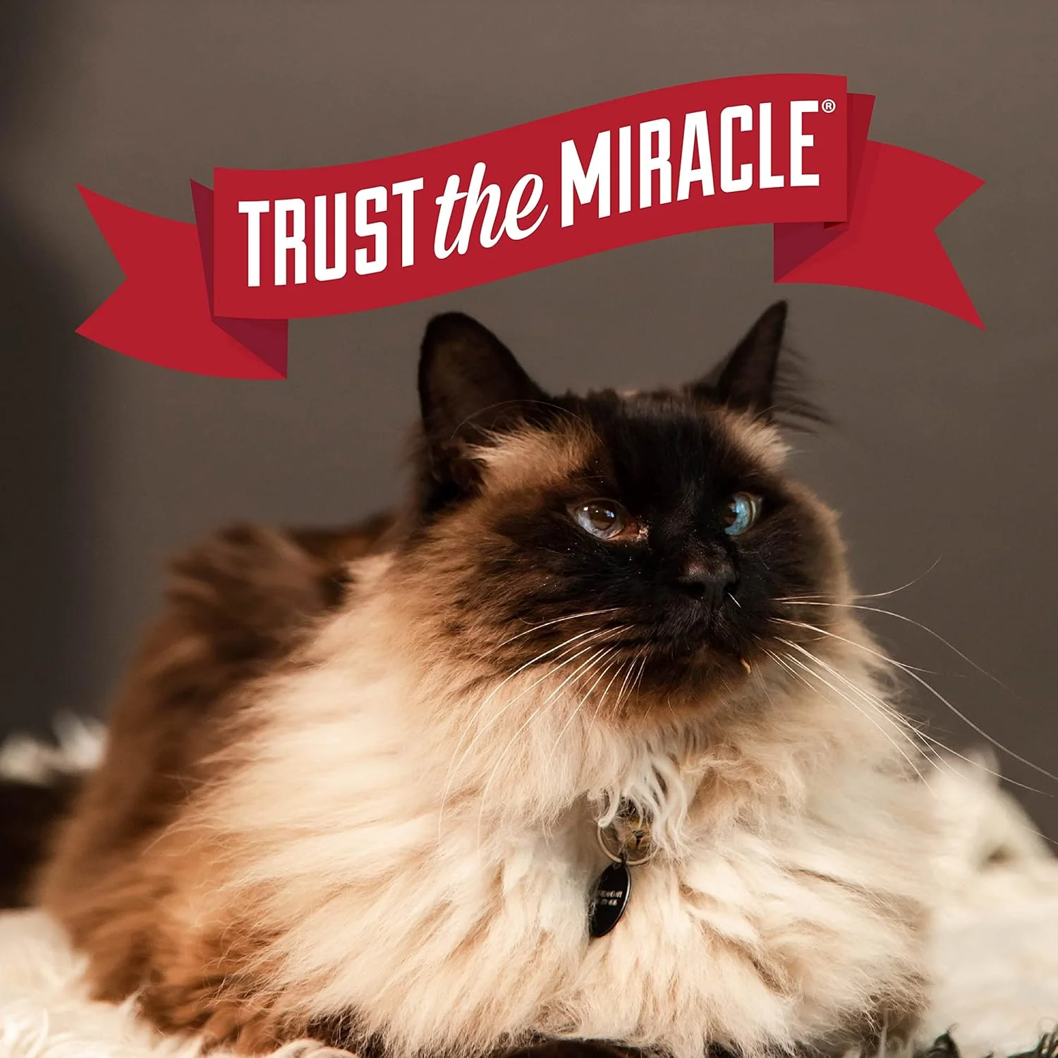 Nature's Miracle Intense Defense Odor Control Litter, 20 Pounds, Odor Control - Image 8