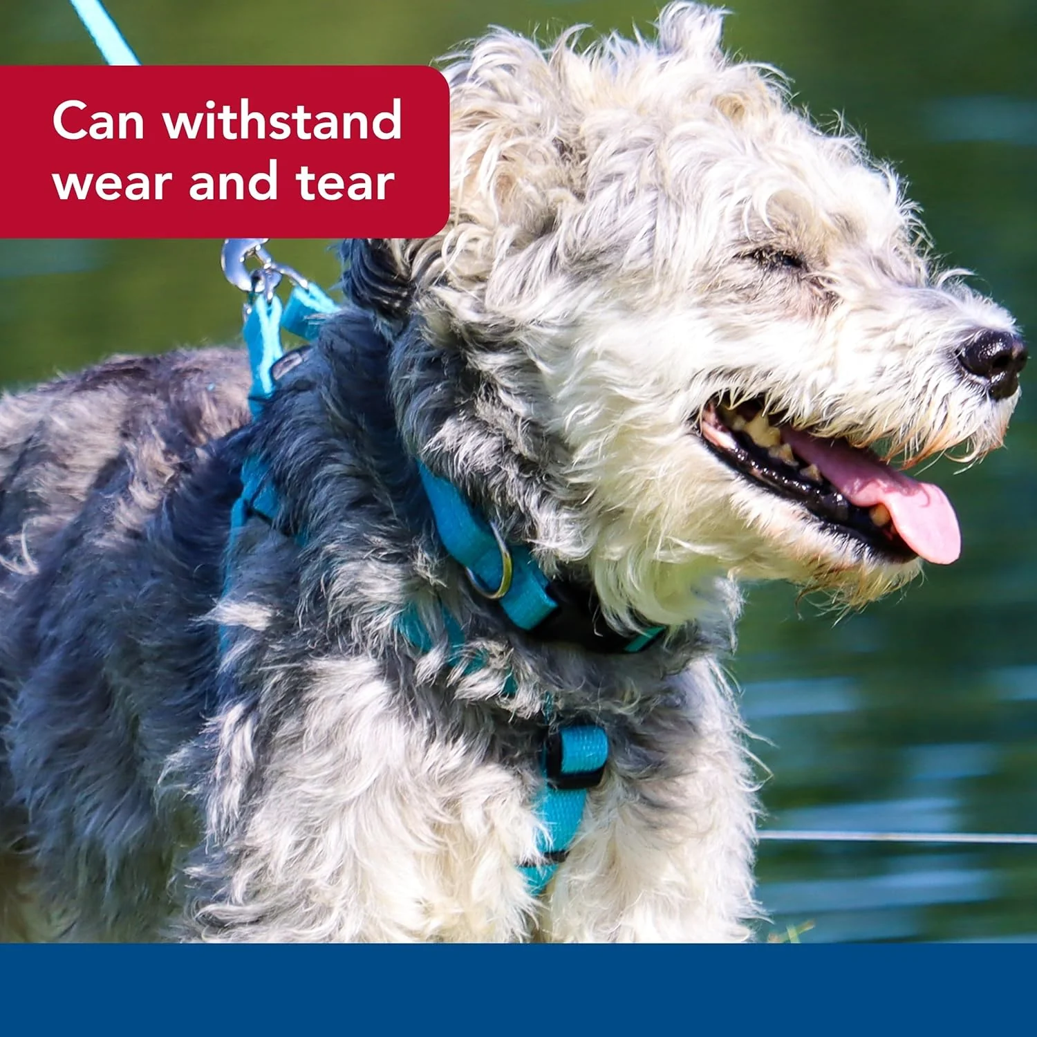 New Earth Soy Adjustable Dog Collar - Image 5