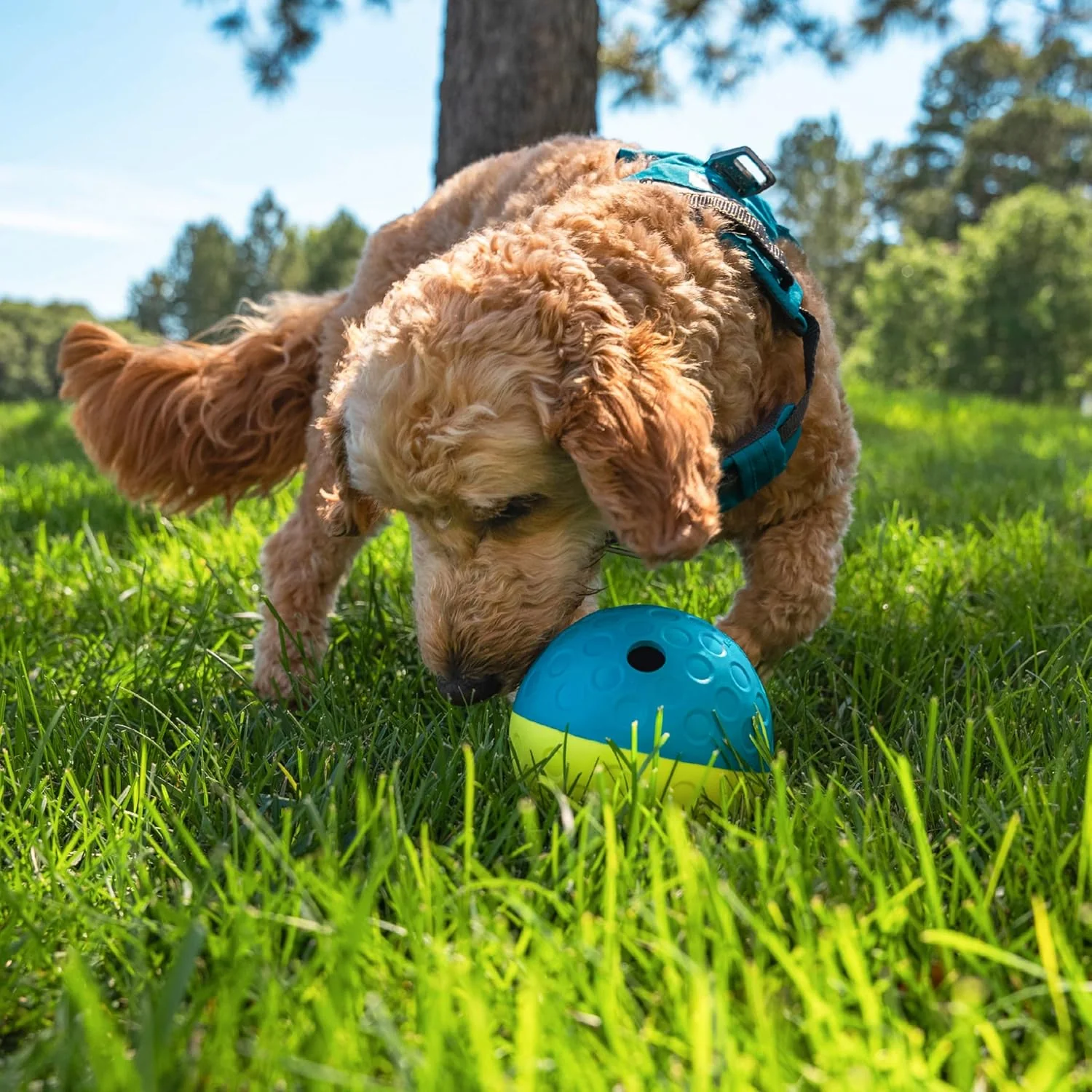 Nina Ottosson Treat Tumble Interactive Puzzle Ball Dog Toy, Level 1 Beginner, Blue, Small - Image 6