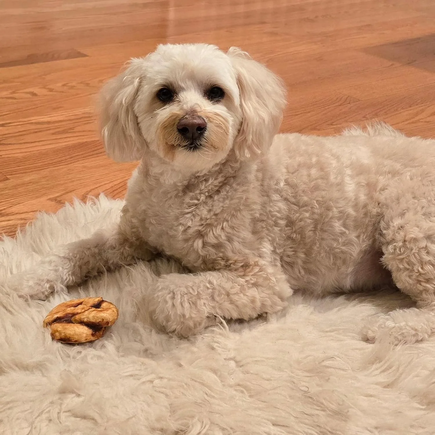 Nothin' to Hide Collagen-Based Dog Chews Medium Pretzel, Beef Flavor, Easily Digestible, Supports Skin, Coat, Joints & Muscles, for Moderate Chewers Under 15lbs - Image 6