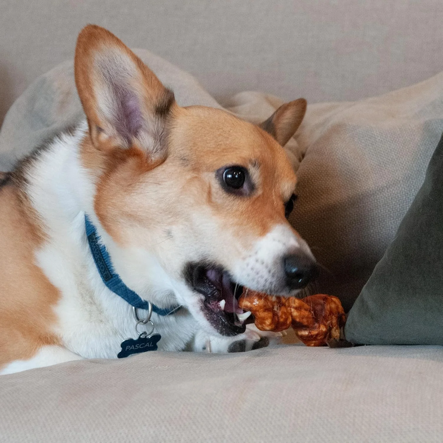Nothin' to Hide Collagen-Based Dog Chews Small Knotted Bones, Beef Flavor, Easily Digestible, Supports Skin, Coat, Joints & Muscles, for Moderate Chewers Under 15lbs - Image 10