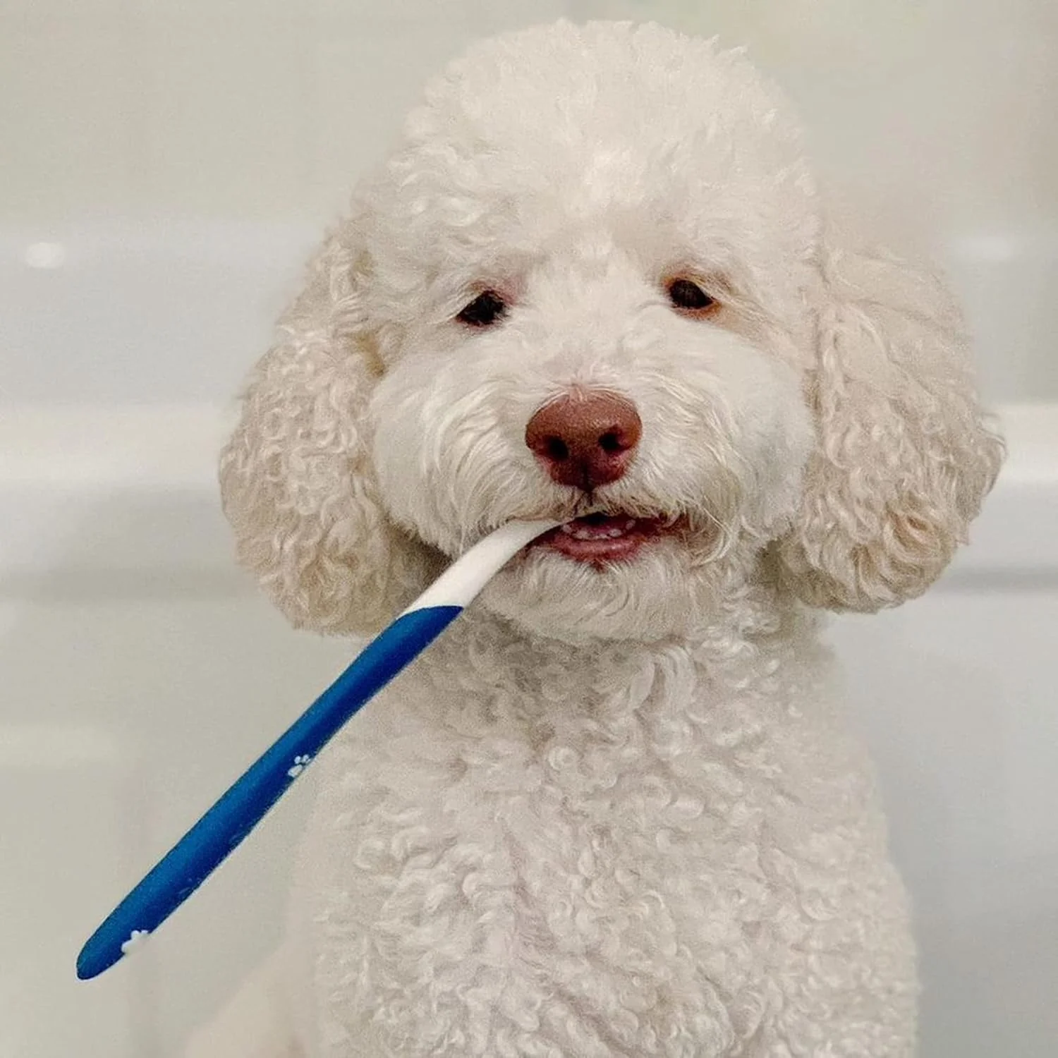 Nylabone Advanced Oral Care Dog Dental Kit Original Flavor - Image 2