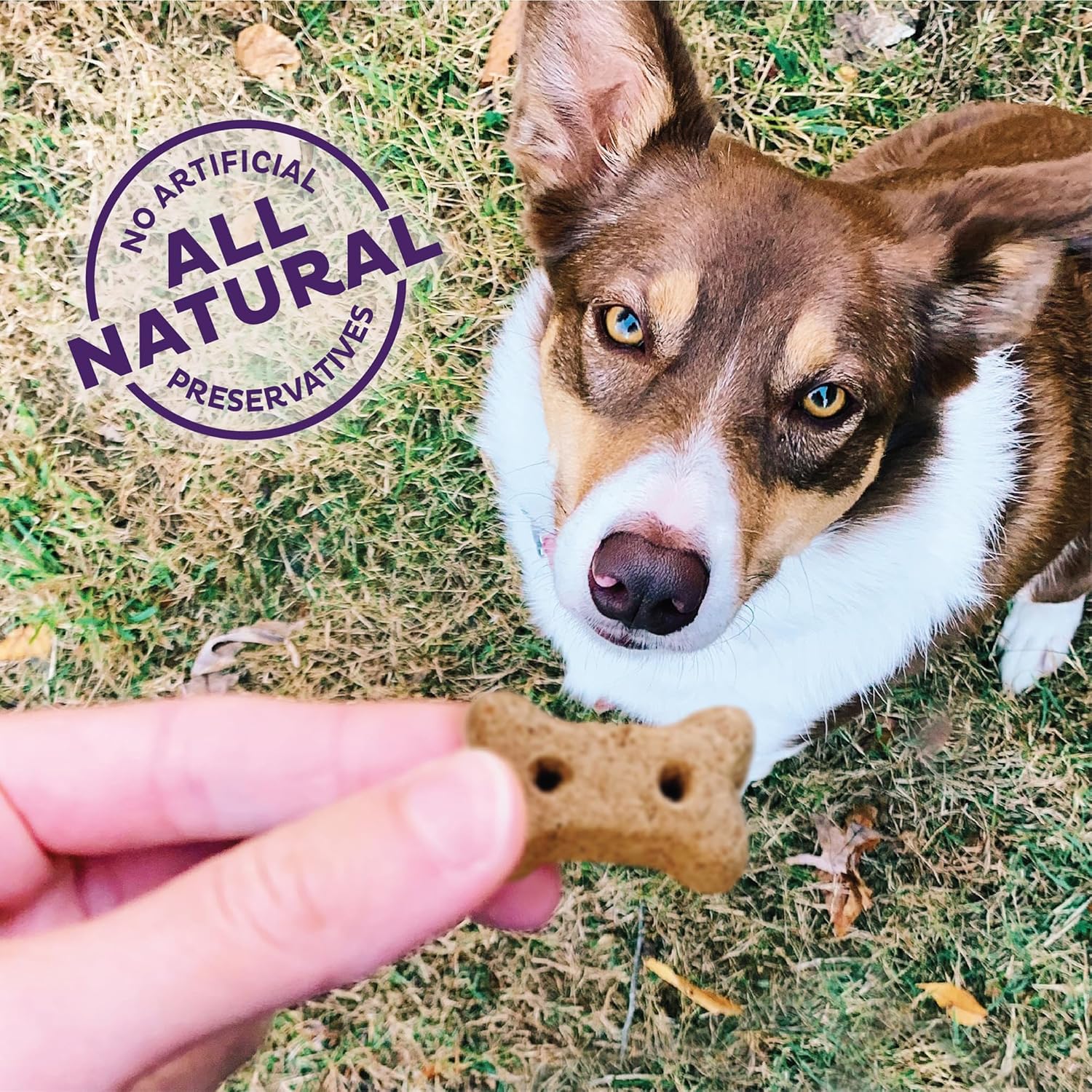 Old Mother Hubbard Wellness Just Vegg'n Dog Biscuits, Natural, Training Treats, Sweat Potato, Oats, Apples & Carrots Flavor - Image 4