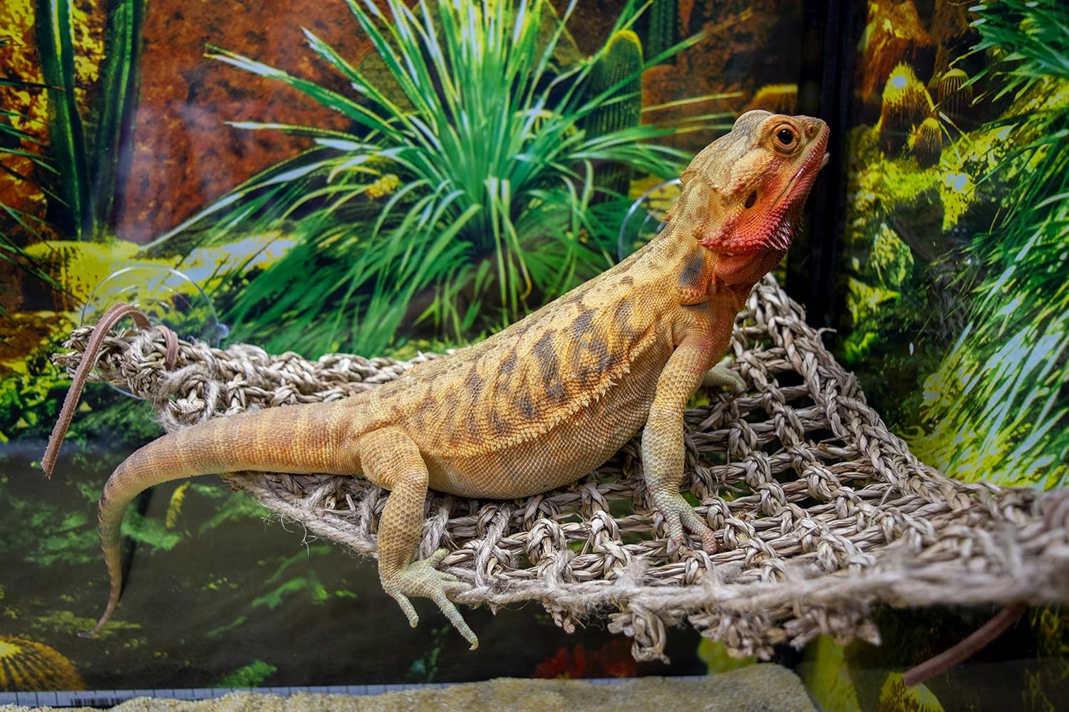 PENN-PLAX Reptology Lizard Lounger Corner Triangle – 100% Natural Seagrass Fiber – Great for Bearded Dragons, Anoles, Geckos, Iguanas, and Other Reptiles - Image 4