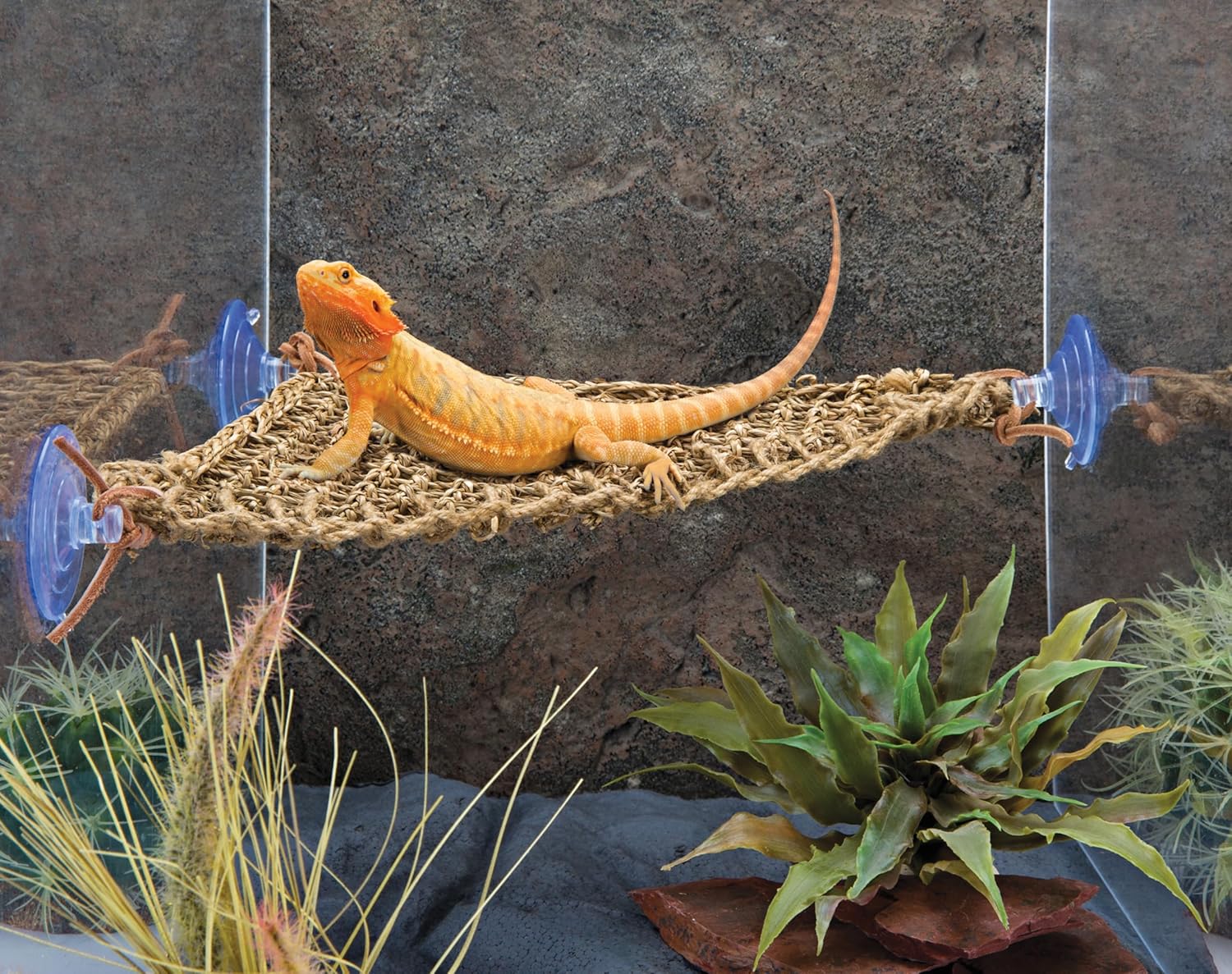 PENN-PLAX Reptology Lizard Lounger Corner Triangle – 100% Natural Seagrass Fiber – Great for Bearded Dragons, Anoles, Geckos, Iguanas, and Other Reptiles - Image 5