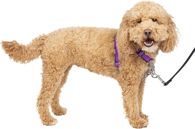 PetSafe 3 in 1 Dog Harness - No Pull Solution for Dogs - Reflective Dog Harness - Front D-Ring Clip Helps Stop Pulling - Comfortable Padded Straps - Top Handle Enhances Control - Image 7