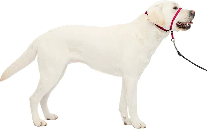 PetSafe Gentle Leader No-Pull Head Collar for Dogs, Dog Head Collar - The Ultimate Solution to Pulling, Padded Nose Loop, Quick-Snap Neck Strap, Dog Halter, Large - Image 7
