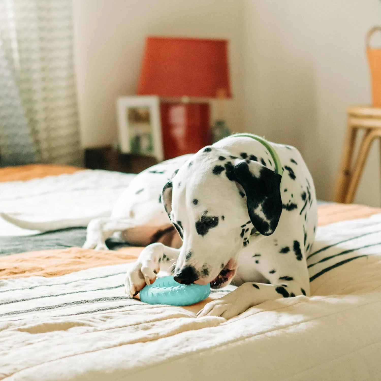 Playology Dual Layer Ring Toy for Dogs , All-Natural Peanut Butter Scented - Image 3