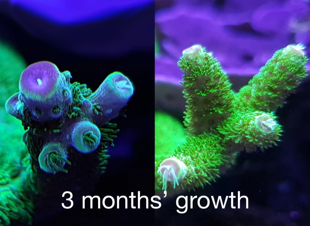 Red Sea Reef Energy Plus (AB+) All In One Coral Food for Saltwater Aquarium Marine Reef Tanks | Food for Soft, LPS, SPS, and Non-Photosynthetic Corals - Image 3
