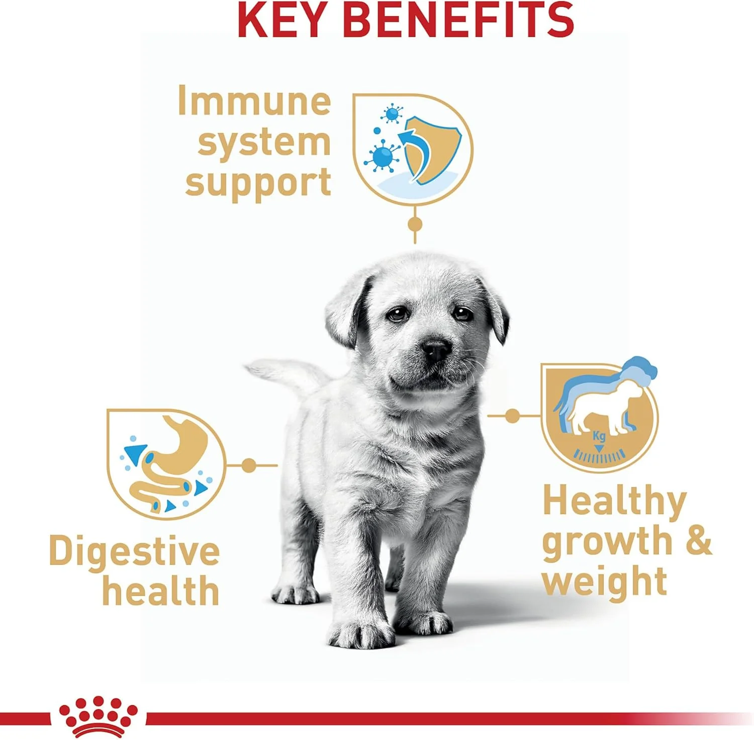 Royal Canin Breed Health Nutrition Labrador Retriever Puppy Dry Dog Food - Image 5