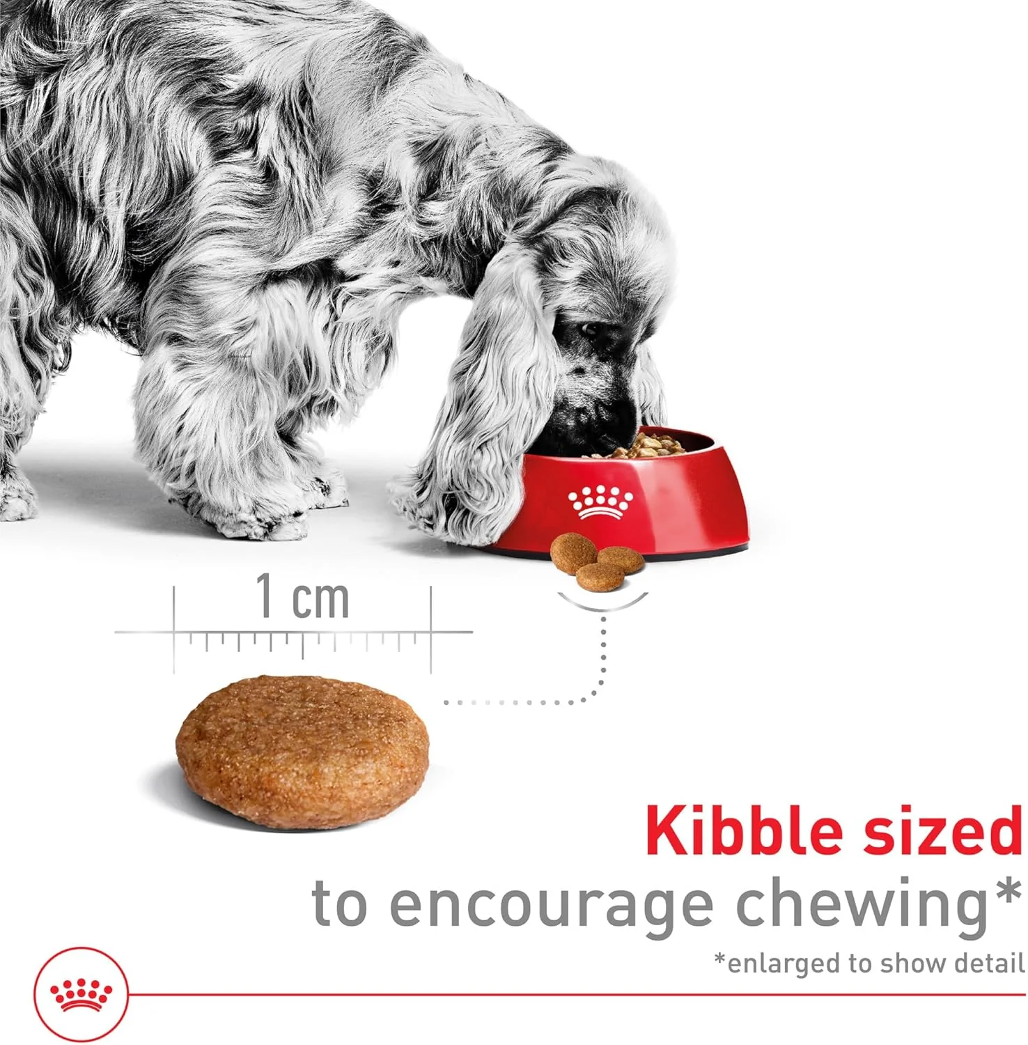 Royal Canin Size Health Nutrition Medium Adult Dry Dog Food - Image 4