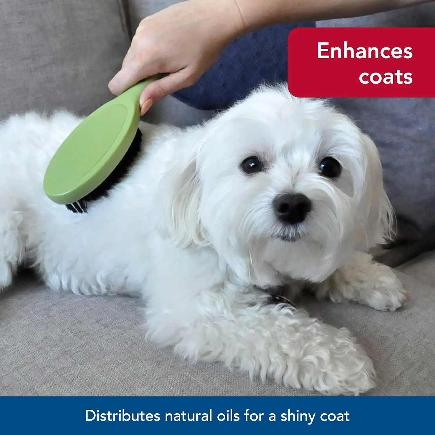 Safari Bristle Dog Brush - Gentle Grooming Brush for All Coat Types - Removes Dog Hair & Offers Natural Oil Distribution - Image 4