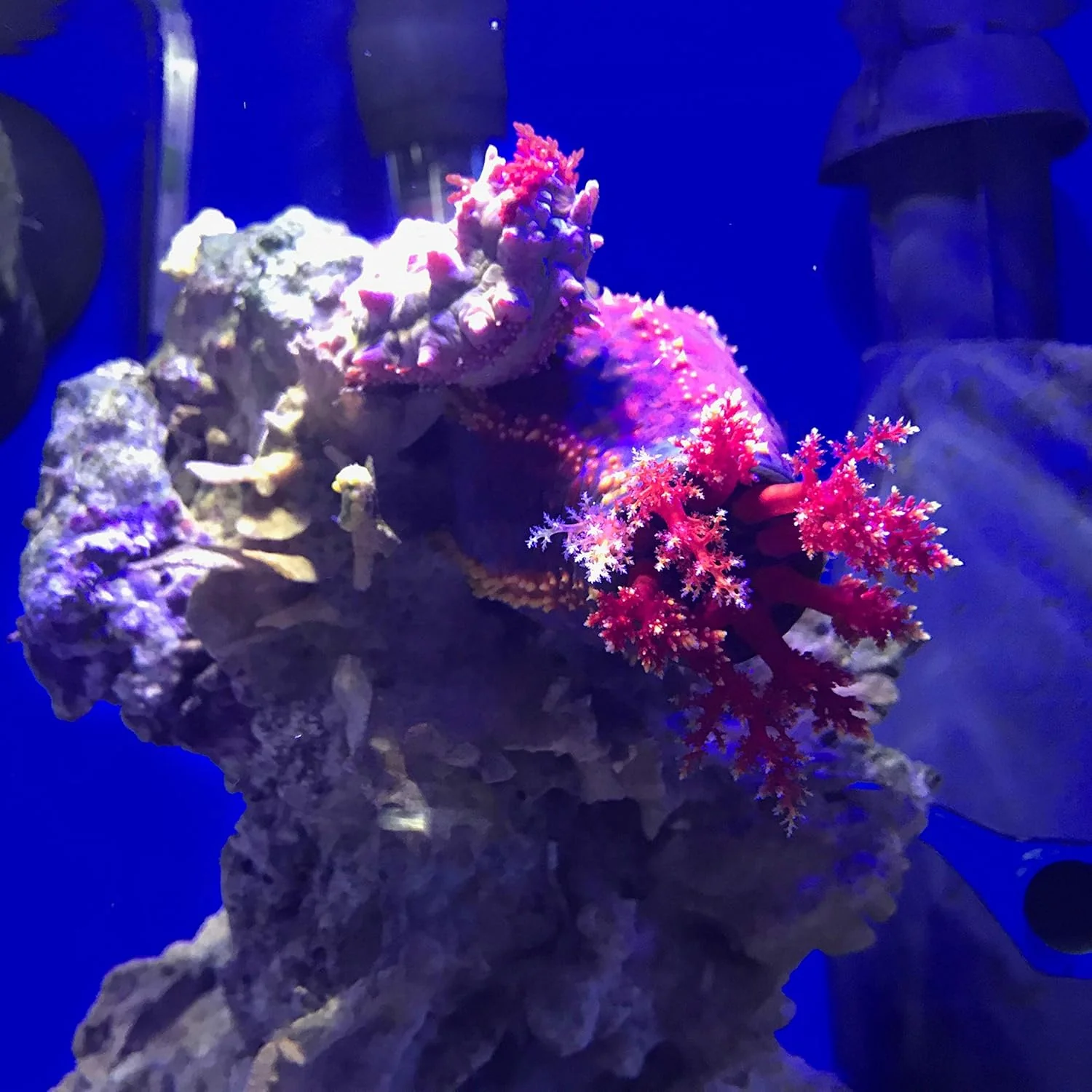 Seachem Denitrate - Image 5