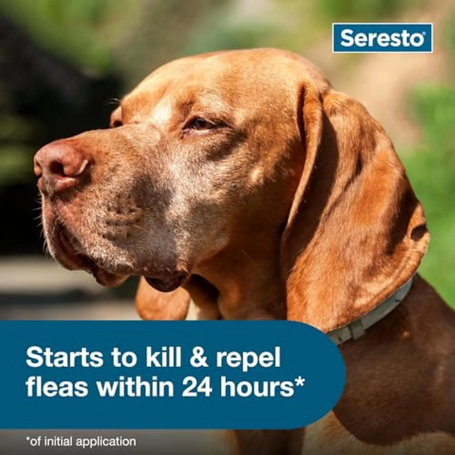 Seresto® Flea & Tick Collar for Dogs - Image 5