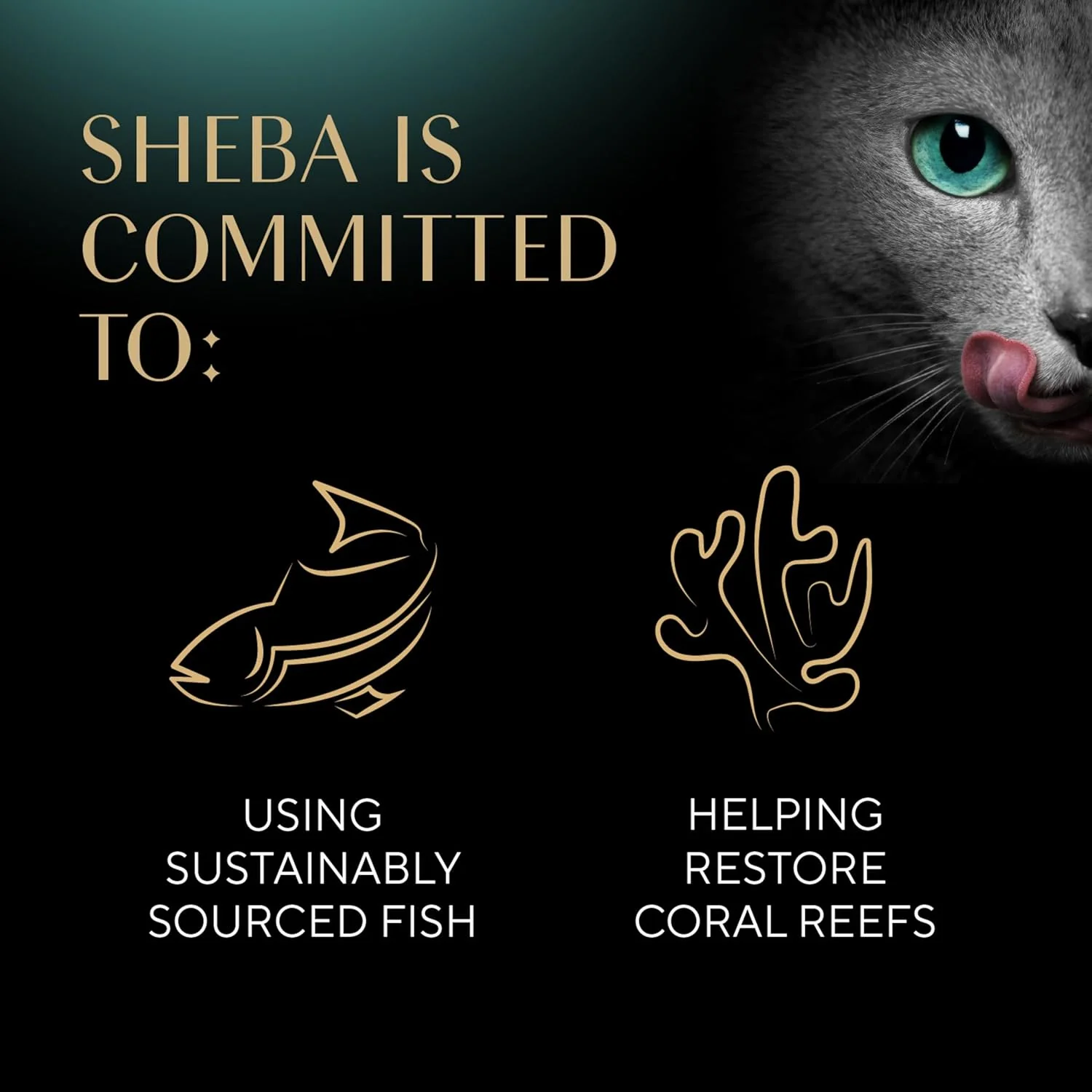Sheba Perfect Portions Wet Cat Food Cuts in Gravy Variety Pack, Roasted Chicken Entree, and Tender Turkey Entree - Image 7