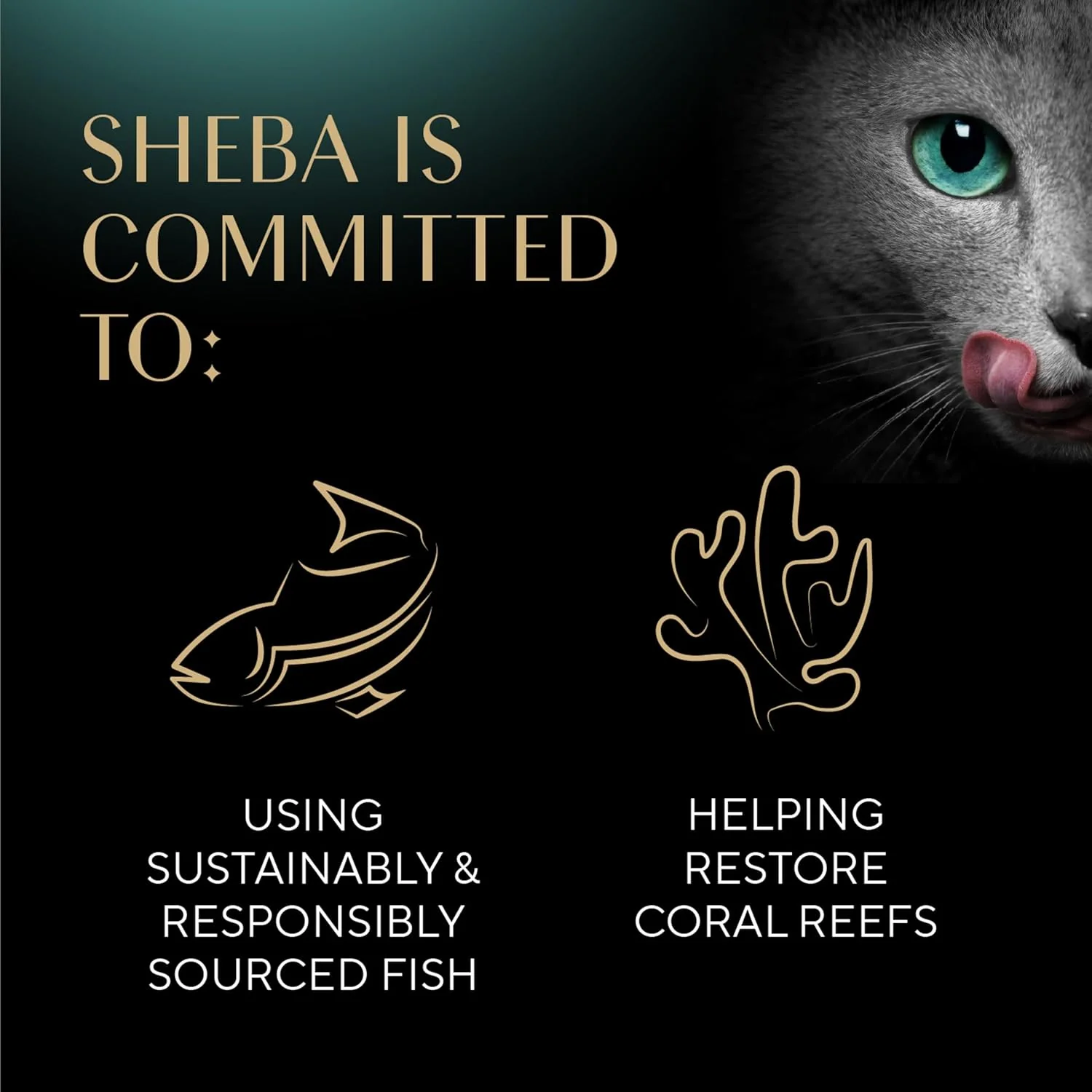 Sheba Perfect Portions Wet Cat Food Pate Gourmet Chicken and Tuna Entree, 2.6 oz. Twin-Pack Trays (24 Count, 48 Servings) - Image 4