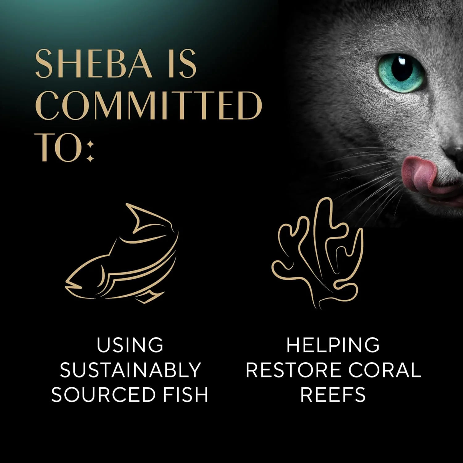 Sheba Perfect Portions Wet Cat Food Pate With Sustainable Salmon, Signature Seafood Entree, and Tender White Fish and Tuna Entree Variety Pack 2.6-oz(Pack of 24) - Image 7