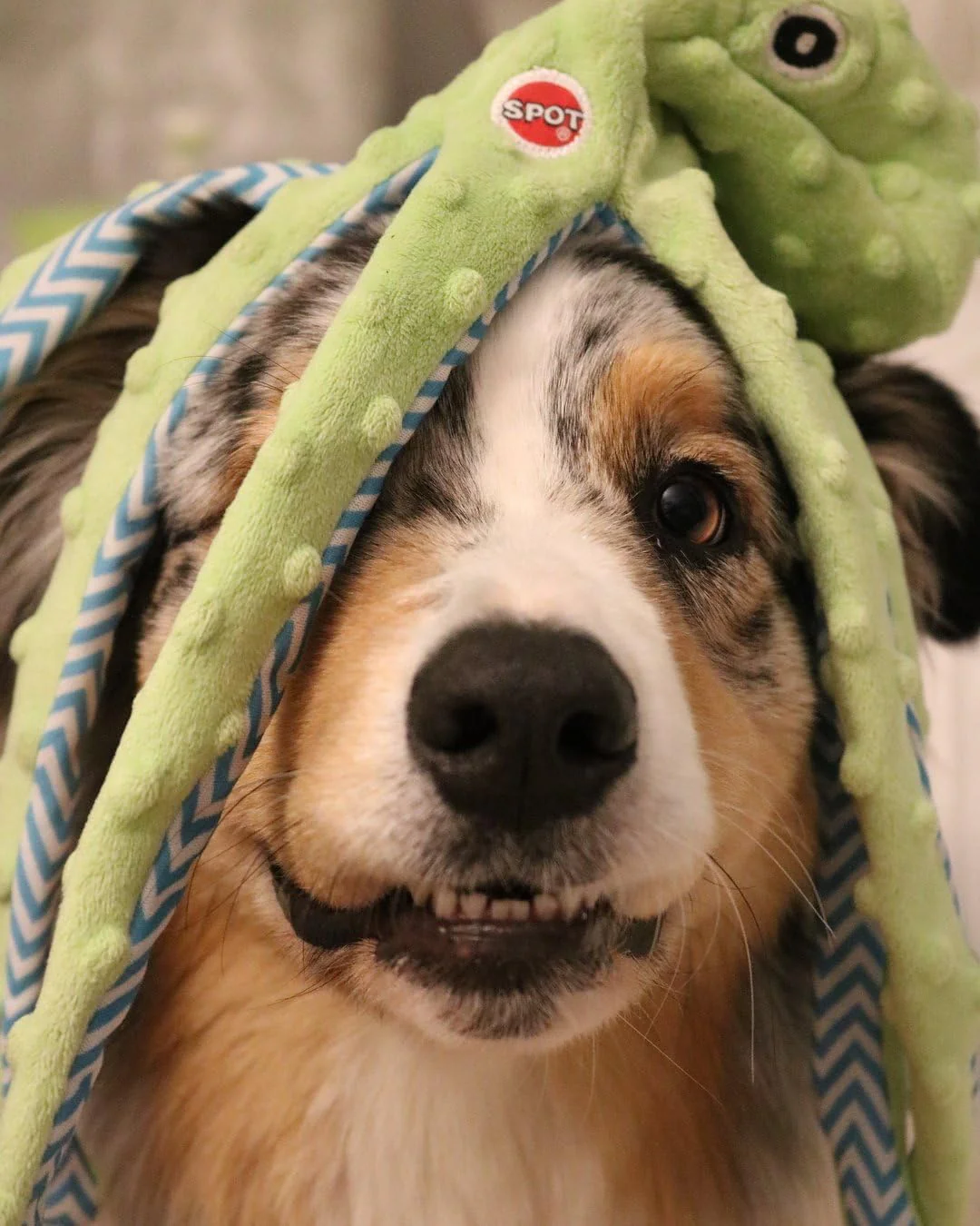 Skinneeez Extreme Stuffless Dog Toy with Squeaker | Extra Strong Plush Tug of War Octopus Squeak Toy for Small and Large Dog Breeds - Image 5