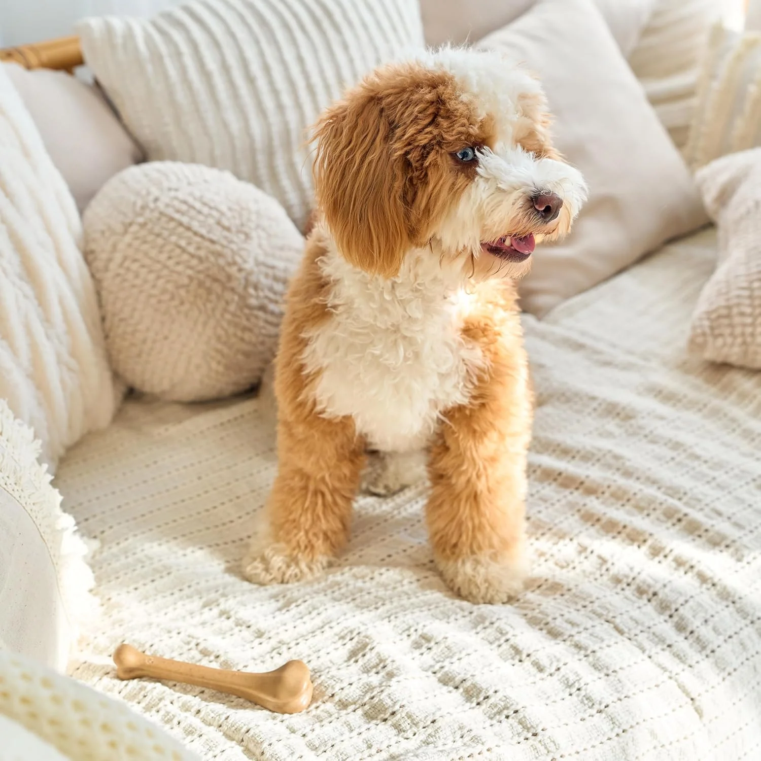 SPOT Bam-Bones Bone - Made with Strong Bamboo Fiber, Durable Long Lasting Dog Chew for Light to Moderate Chewers, Great Toy for Adult Dogs & Teething Puppies under 25lbs, Chicken Flavor - Image 6