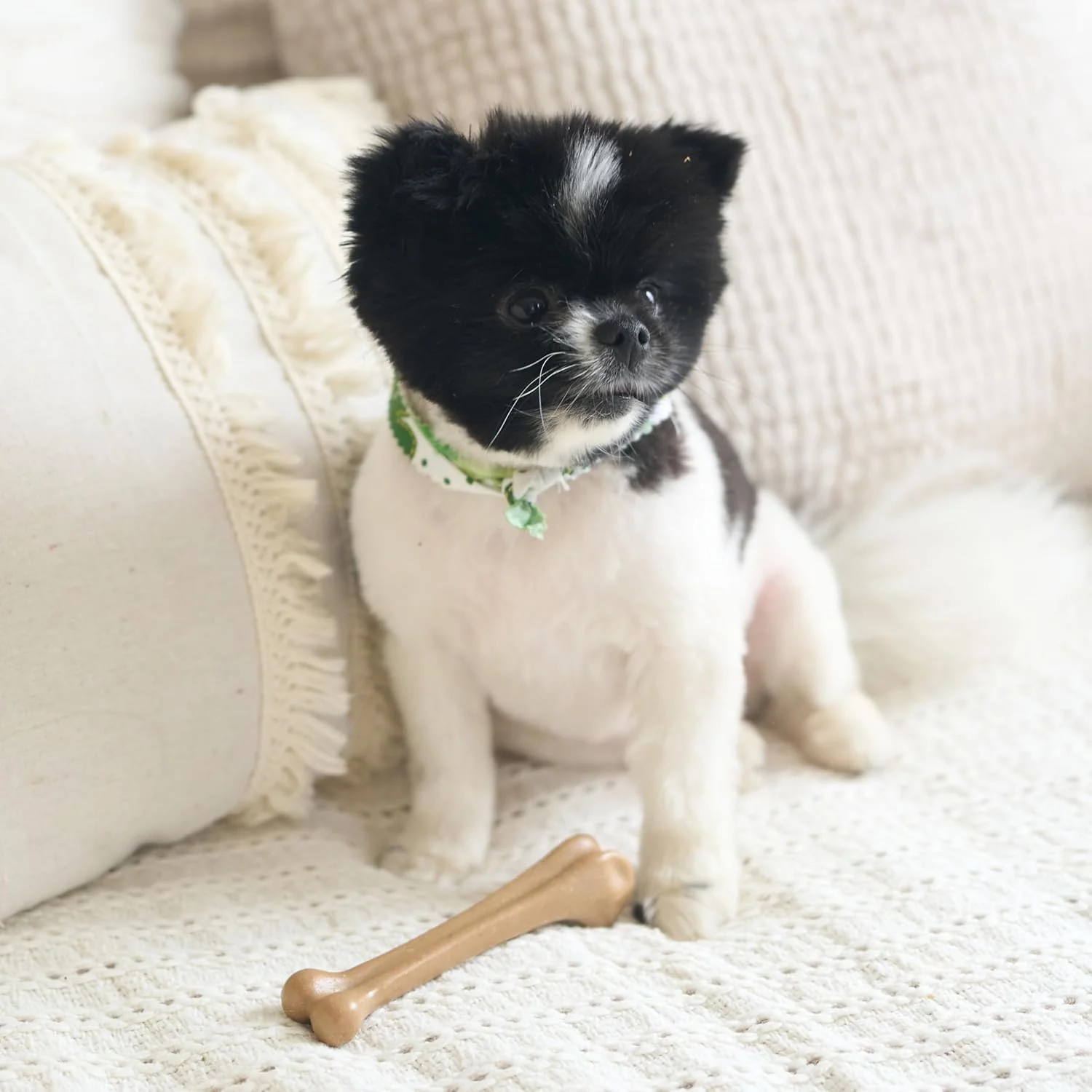 SPOT Bam-Bones Bone - Made with Strong Bamboo Fiber, Durable Long Lasting Dog Chew for Light to Moderate Chewers, Great Toy for Adult Dogs & Teething Puppies under 25lbs, Chicken Flavor - Image 7