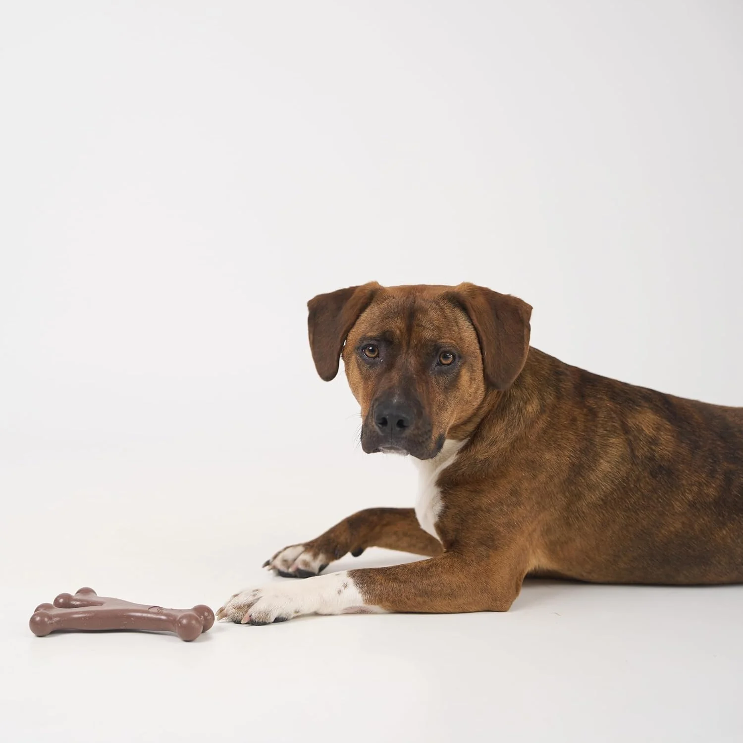 SPOT Bam-Bones Wishbone - Made with Strong Bamboo Fiber, Durable Long Lasting Dog Chew for Light to Moderate Chewers, Great Toy for Adult Dogs & Teething Puppies Under 50lbs, Bacon Flavor - Image 10