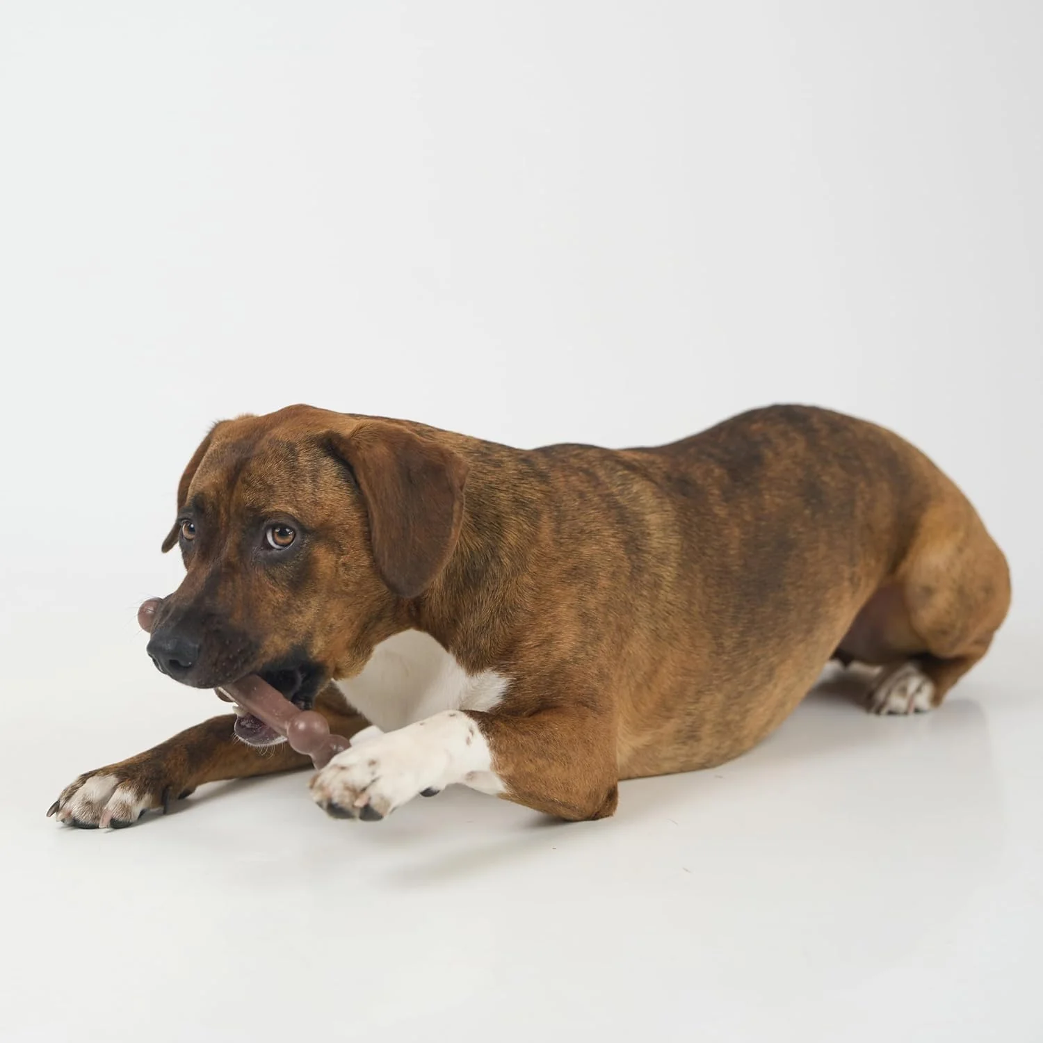 SPOT Bam-Bones Wishbone - Made with Strong Bamboo Fiber, Durable Long Lasting Dog Chew for Light to Moderate Chewers, Great Toy for Adult Dogs & Teething Puppies Under 50lbs, Bacon Flavor - Image 7