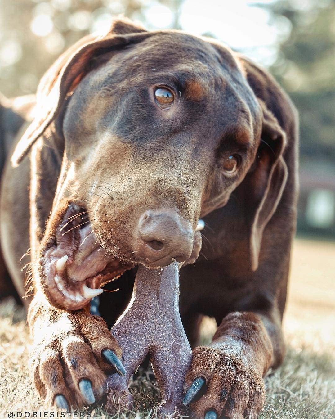 SPOT Bam-Bones Wishbone - Made with Strong Bamboo Fiber, Durable Long Lasting Dog Chew for Light to Moderate Chewers, Great Toy for Adult Dogs & Teething Puppies Under 50lbs, Bacon Flavor - Image 8
