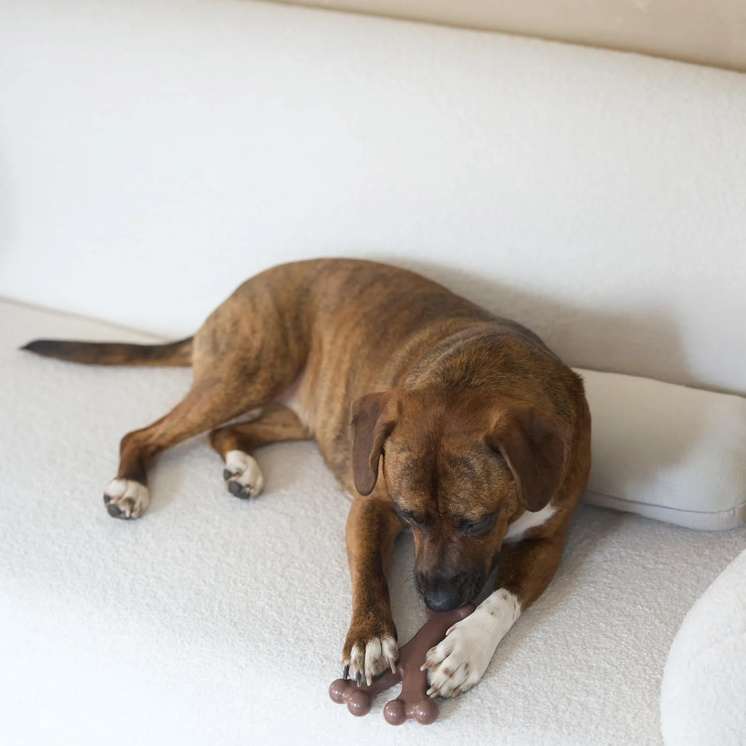 SPOT Bam-Bones Wishbone - Made with Strong Bamboo Fiber, Durable Long Lasting Dog Chew for Light to Moderate Chewers, Great Toy for Adult Dogs & Teething Puppies Under 50lbs, Bacon Flavor - Image 9