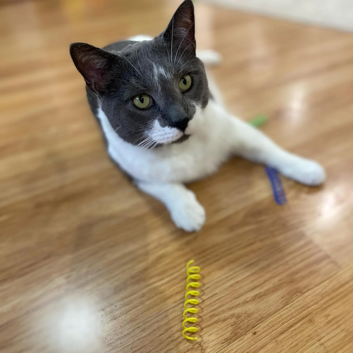 SPOT Thin Colorful Springs Cat Toys - Bouncy Coils for Medium Indoor Cat Breeds to Bite, Swat, Chase - Keeps Cats & Kittens Entertained for Hours - 3 inches Long, 10 Pcs, Multi Colors - Image 10