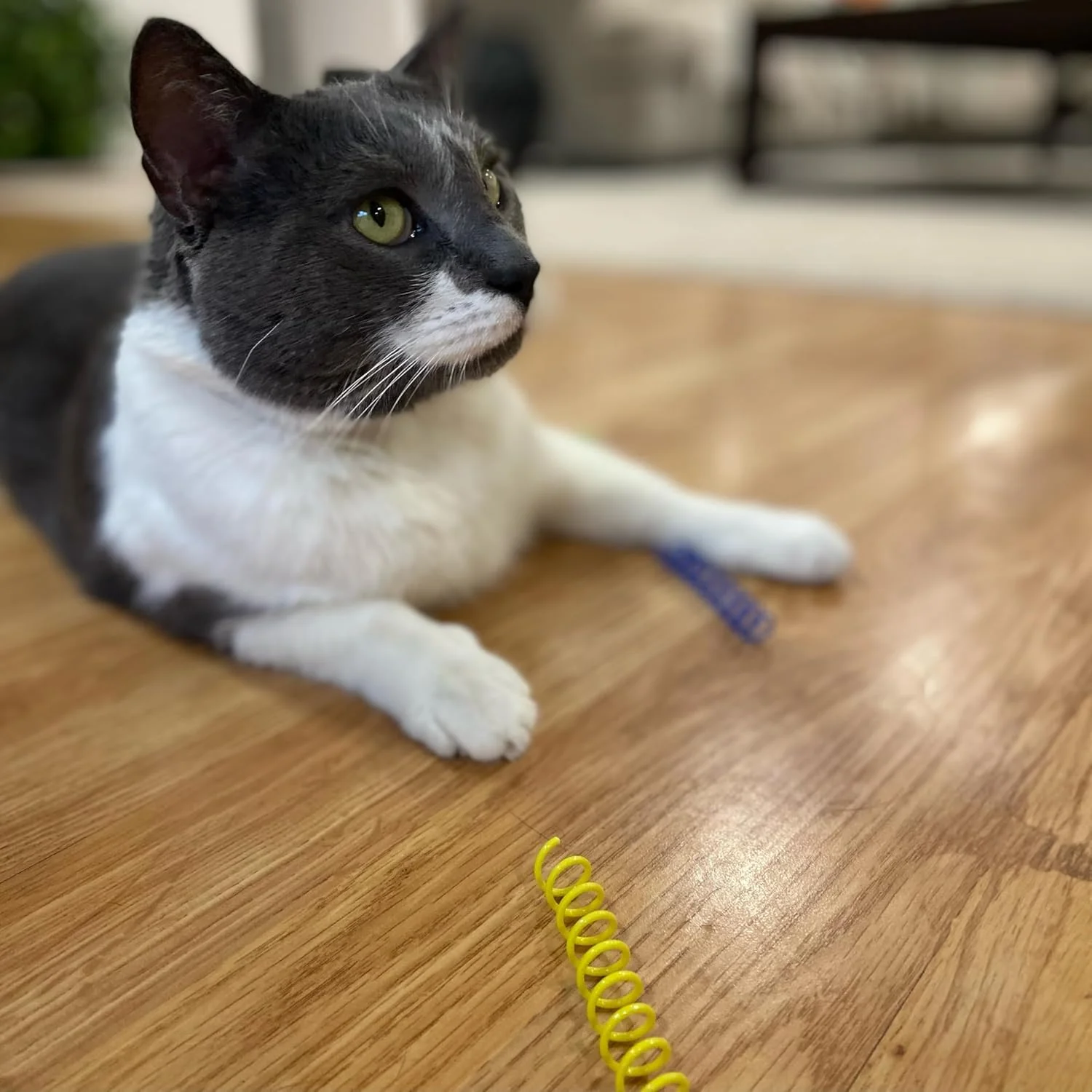 SPOT Thin Colorful Springs Cat Toys - Bouncy Coils for Medium Indoor Cat Breeds to Bite, Swat, Chase - Keeps Cats & Kittens Entertained for Hours - 3 inches Long, 10 Pcs, Multi Colors - Image 2