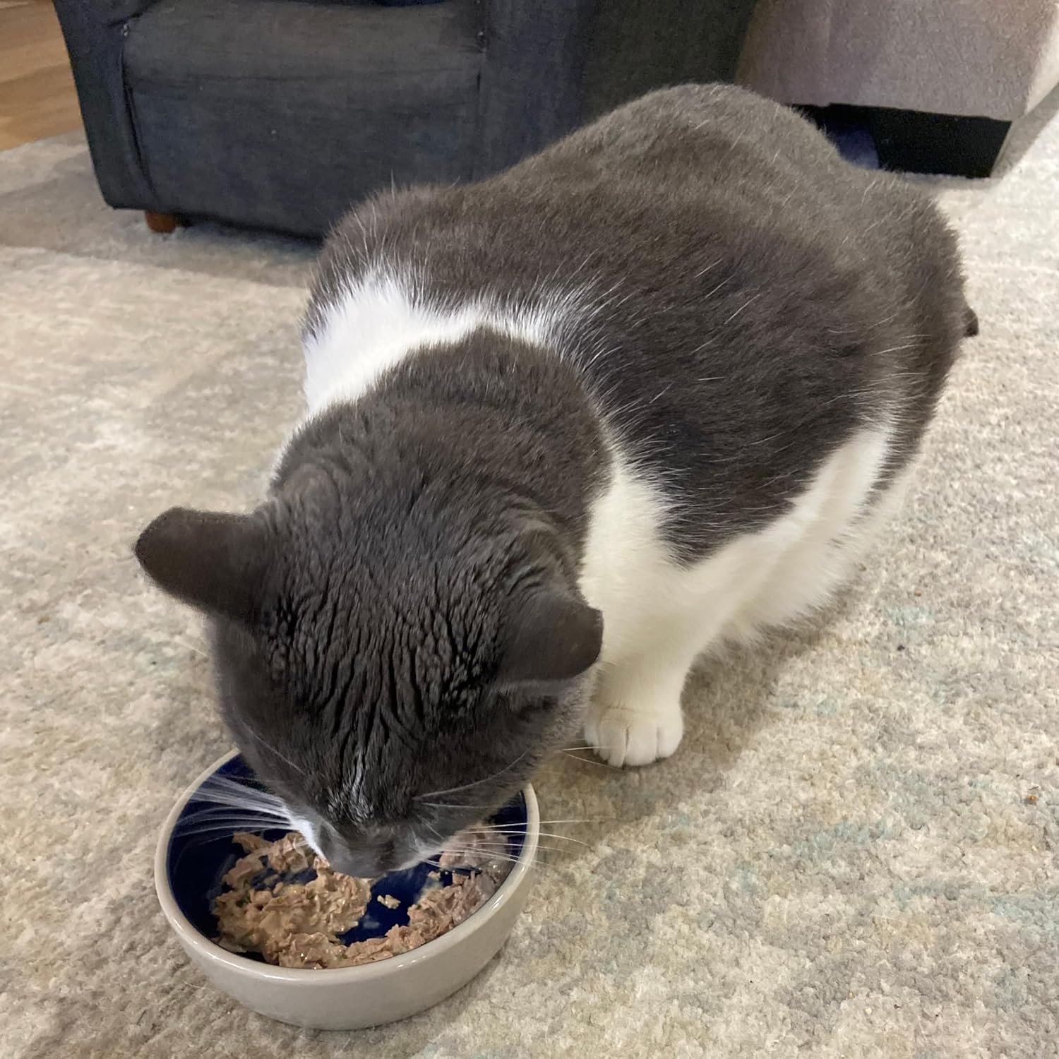SPOT Ceramic Dish - Whisker-Friendly, Low-Edge Saucer for Cats, Birds, Reptiles, Ideal for Wet or Dry Food, Dishwasher Safe, 5.25-inch Diameter, Capacity: 2 Cups (16 Oz) - Image 3