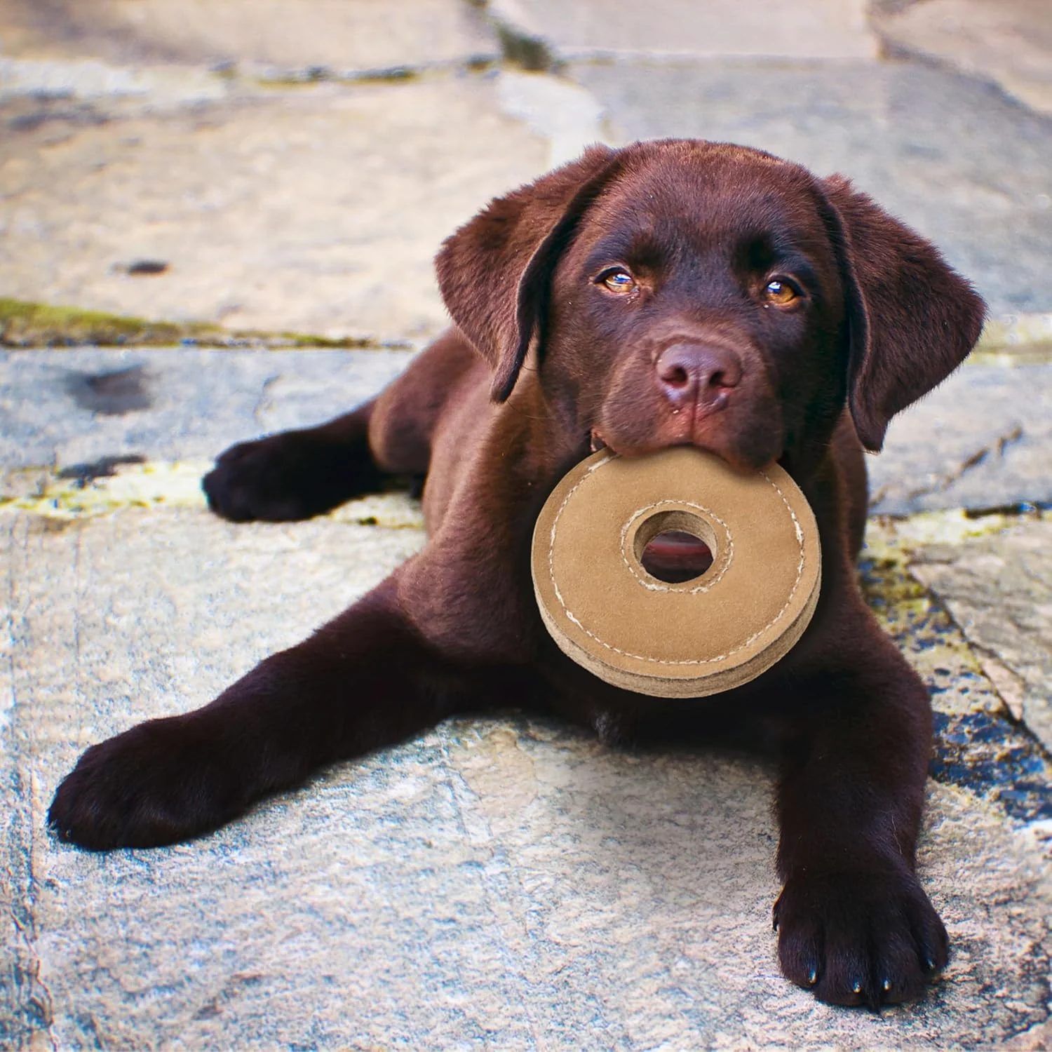 SPOT Dura-Fused Chunkies Ring - All Natural Leather and Felt Dog Toy - No Squeak, No Fluff, Durable, Extra Thick Dog Chew Toy for Aggressive Chewers, Great for Adult Dogs and Teething Puppies, 6in - Image 4