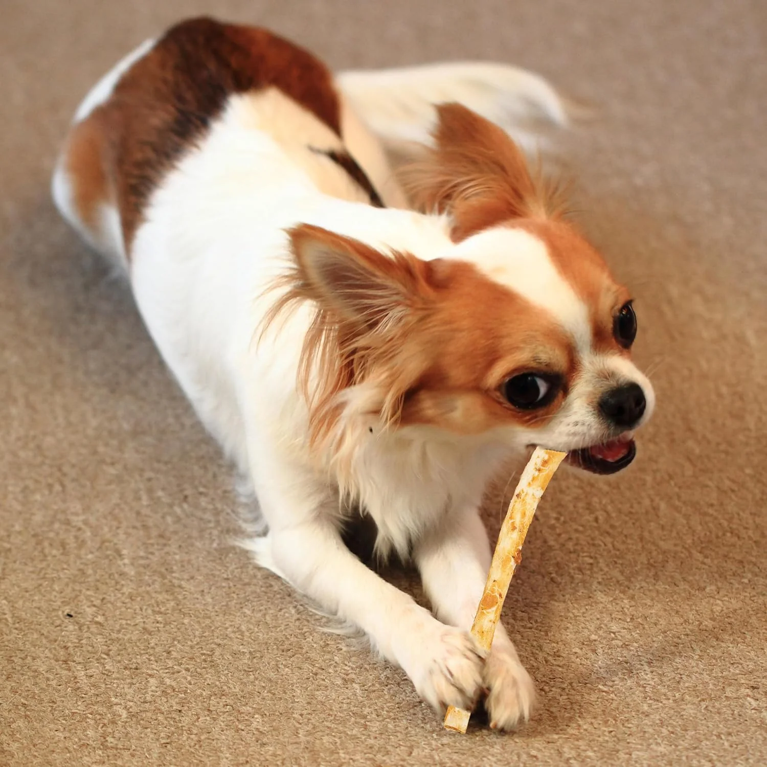 Fieldcrest Farms Nothin' to Hide Twist Stix, Beef Flavor, Easily Digestible, Supports Skin, Coat, Joints & Muscles, for Moderate Chewers Under 15lbs, 50 Pieces - Image 7