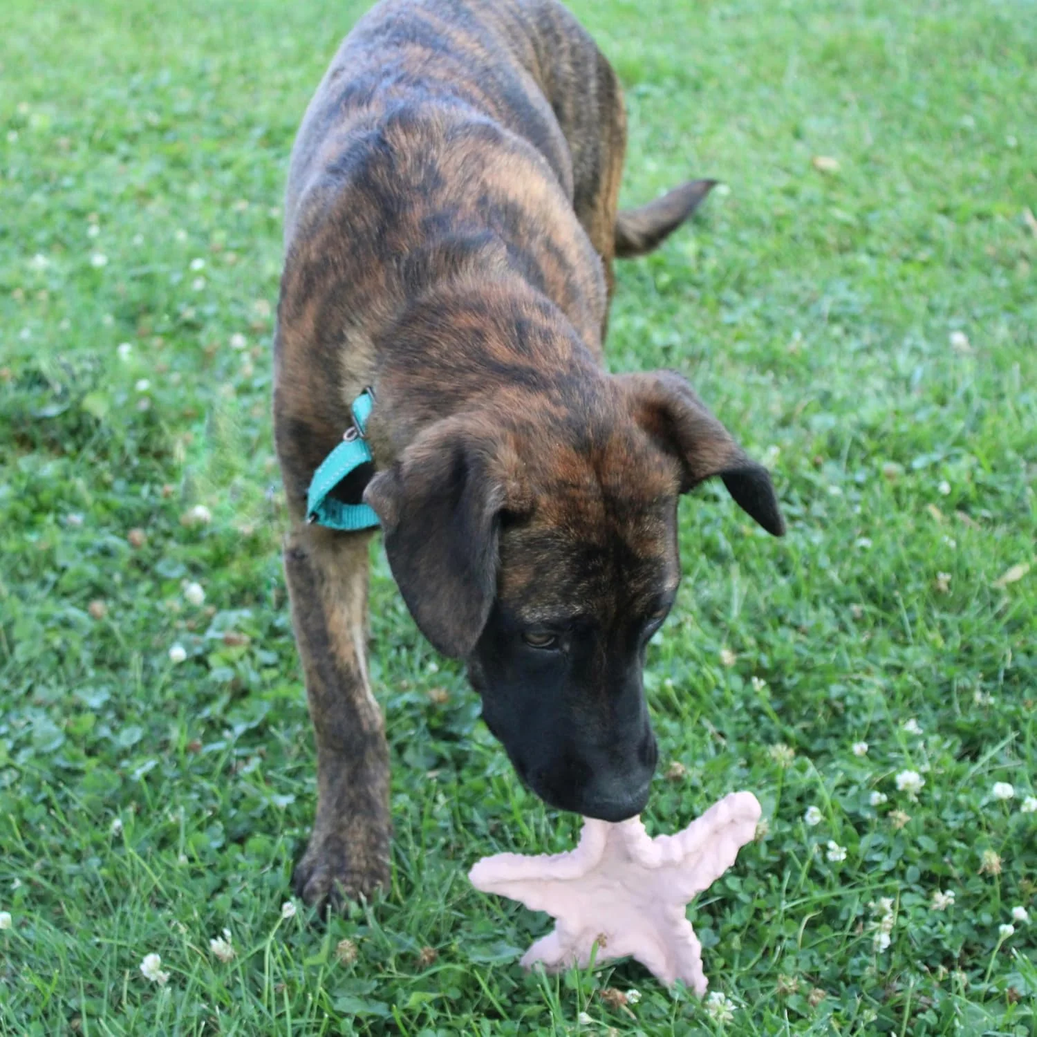 SPOT Ethical Products Love The Earth Starfish 6" Assorted - Image 7