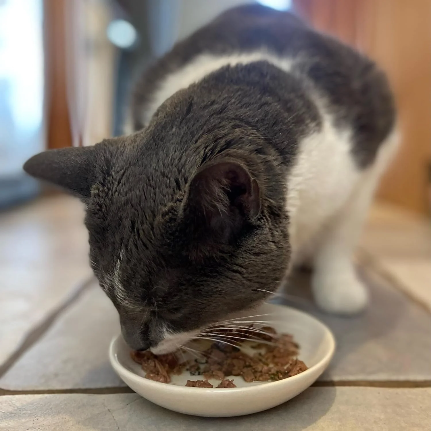 SPOT I Love Cats Round Cat Food Dish - Ceramic Plate with Low Edges, Saucer with Whisker-Friendly Shape and Low Profile Sides, Ideal for Wet or Dry Cat Food, Dishwasher Safe- 5 inch- 1 Cup (8Oz) - Image 3