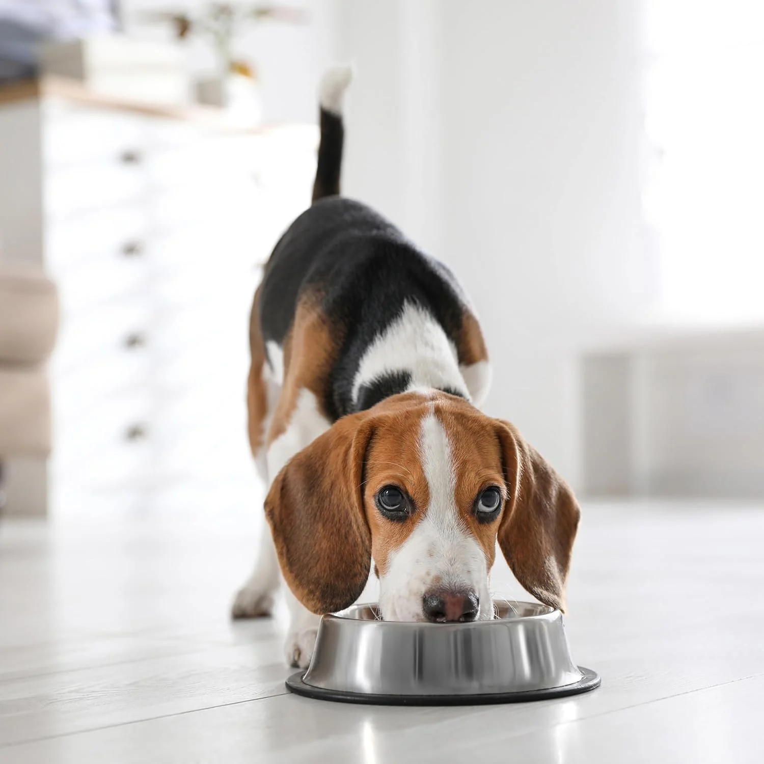SPOT No-Tip Pet Bowl for Cats Small Dogs Large Dogs Classic Durable Non Slip Cat Dish Dog Bowls for Food and Water - Image 4