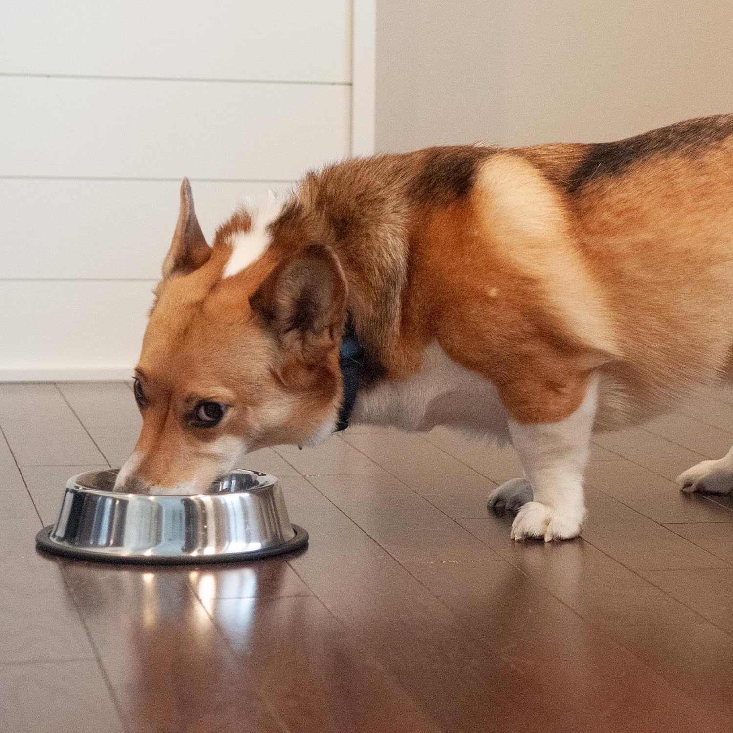 SPOT No-Tip Pet Bowl for Cats Small Dogs Large Dogs Classic Durable Non Slip Cat Dish Dog Bowls for Food and Water - Image 7