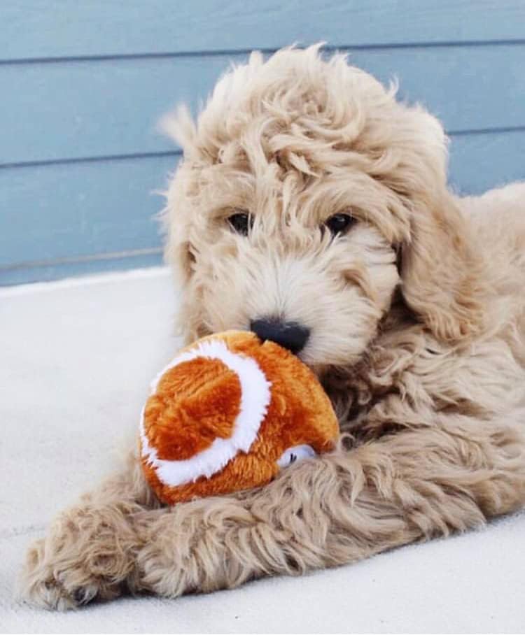 SPOT Plush Football Dog Toy - Image 5