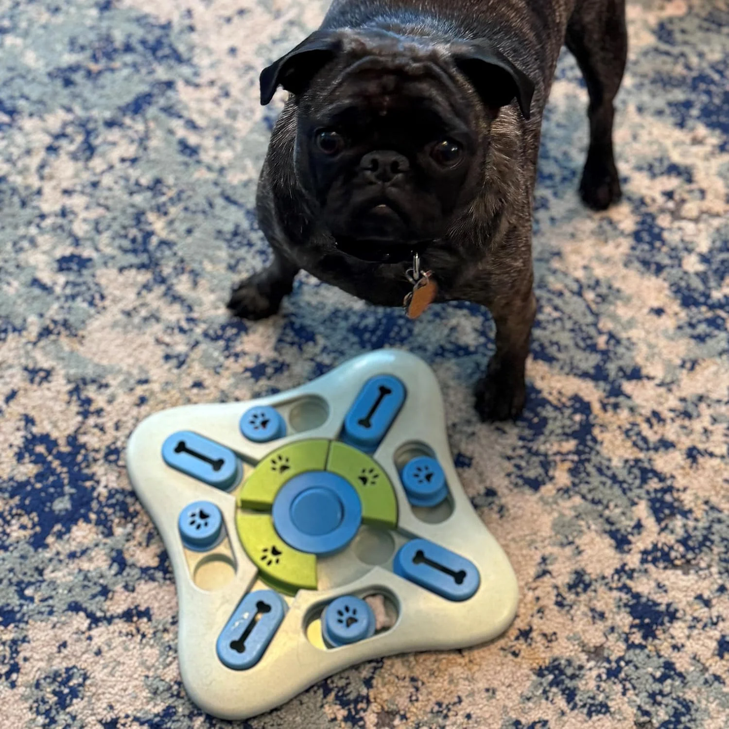 SPOT Seek A Treat Slide' N Turn Puzzle -Interactive Dog Puzzle Toy for Small, Medium & Large Smart Dogs and Cats, Squeaky, Enrichment and Mentally Stimulating Toy for Training and Boredom Buster - Image 8