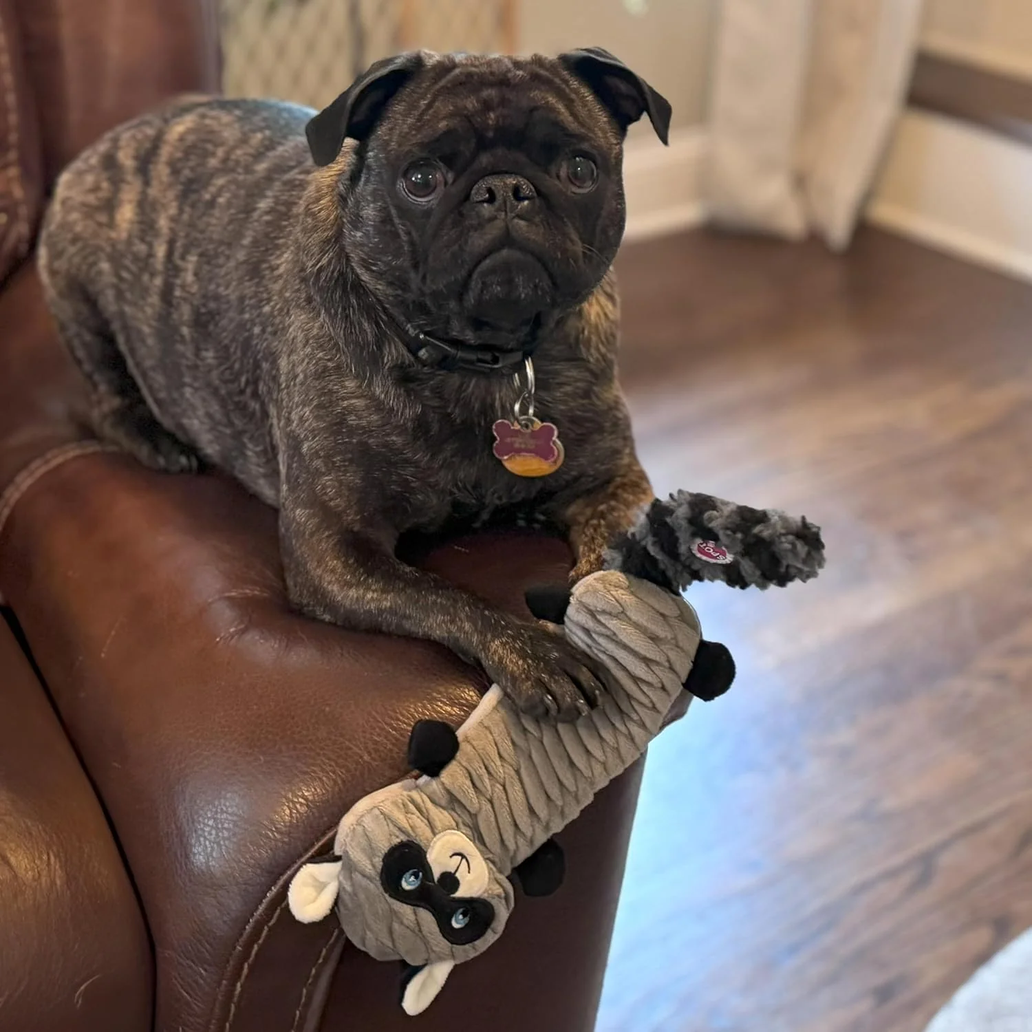 SPOT Skinneeez Stretch and Squeak Dog Toy - Stuffing-Free Stretchy Toy with Crinkle and Squeaker, Fun for Dogs to Tug and Fetch, Assorted Animal Characters - Beaver, Raccoon, or Fox 1 ea - Image 5