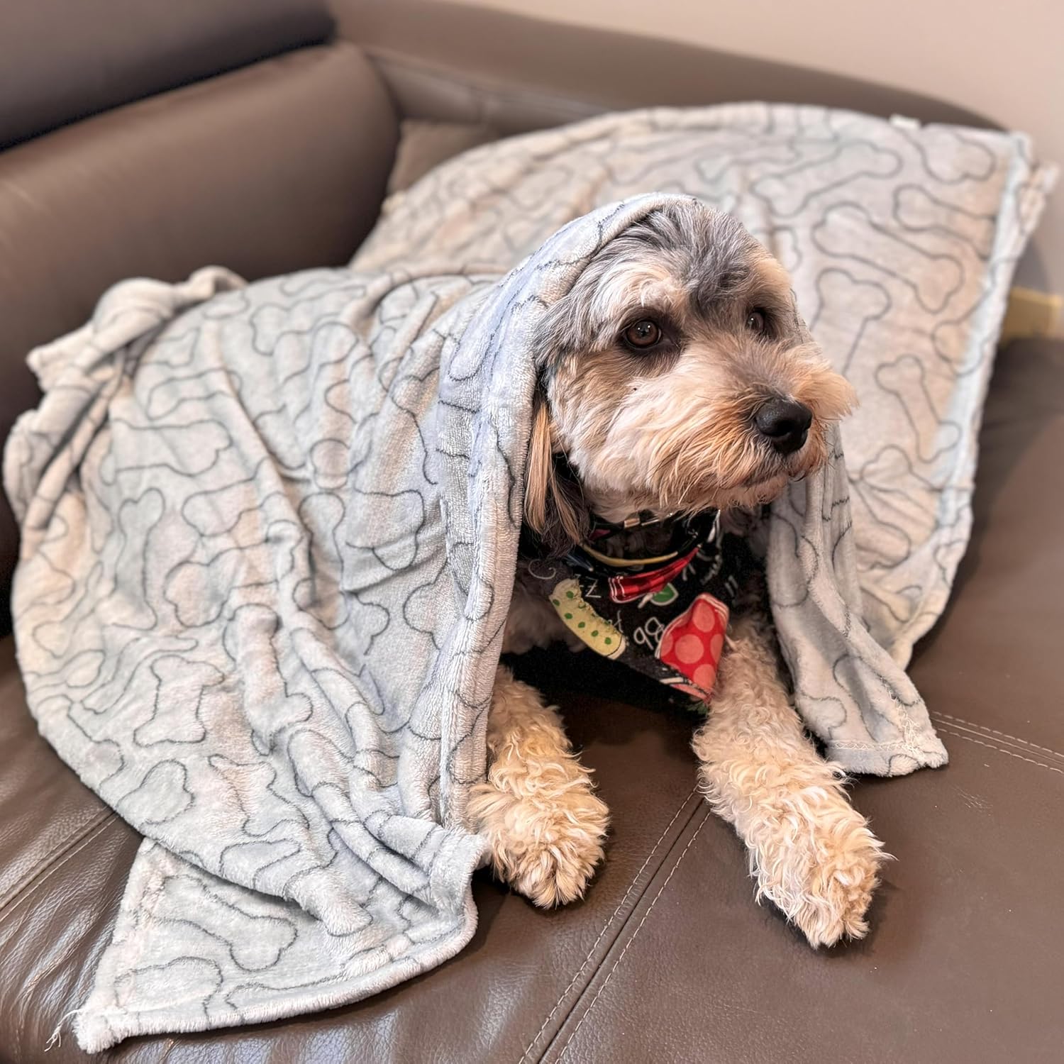 SPOT Snuggler Bones Blanket - Ultra Soft, Machine Washable Dog Blanket for Beds, Furniture Protection, Travel, and Crates - Image 3