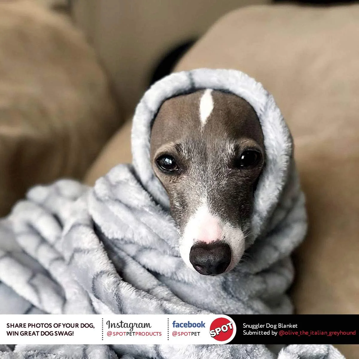 SPOT Snuggler Bones Blanket - Ultra Soft, Machine Washable Dog Blanket for Beds, Furniture Protection, Travel, and Crates - Image 7