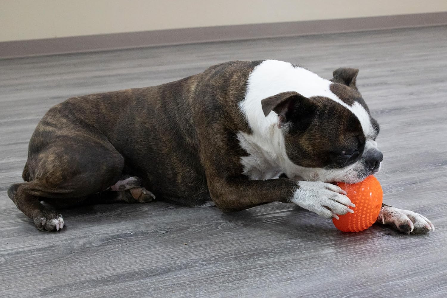 Starmark Everlasting Treat Bento Ball Tough Dog Chew Toy - Image 7
